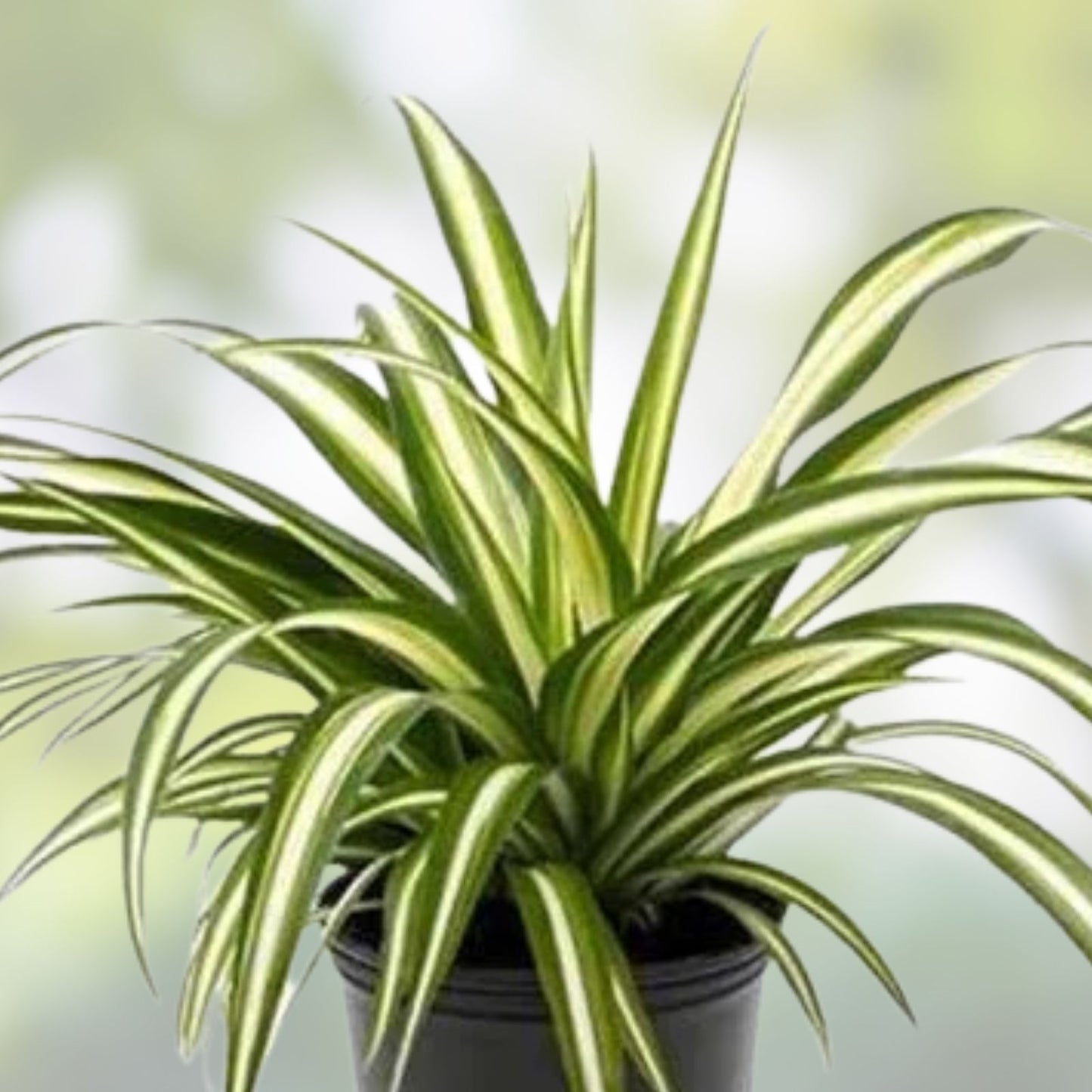 Solid Green Spider Plant Pups 3-5" – Chlorophytum Comosum Fresh Cuttings for Indoor Plants and Home Decor