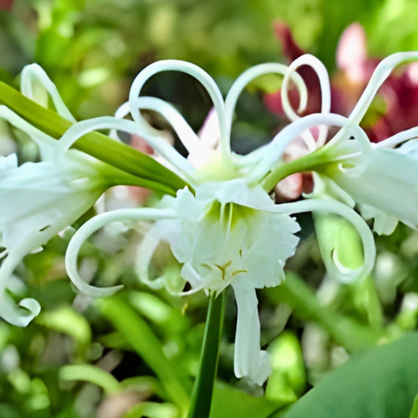 Live Rooted Ghost Lily Plants - Rare Hymenocallis - South Alabama Native - 10-12" Tall