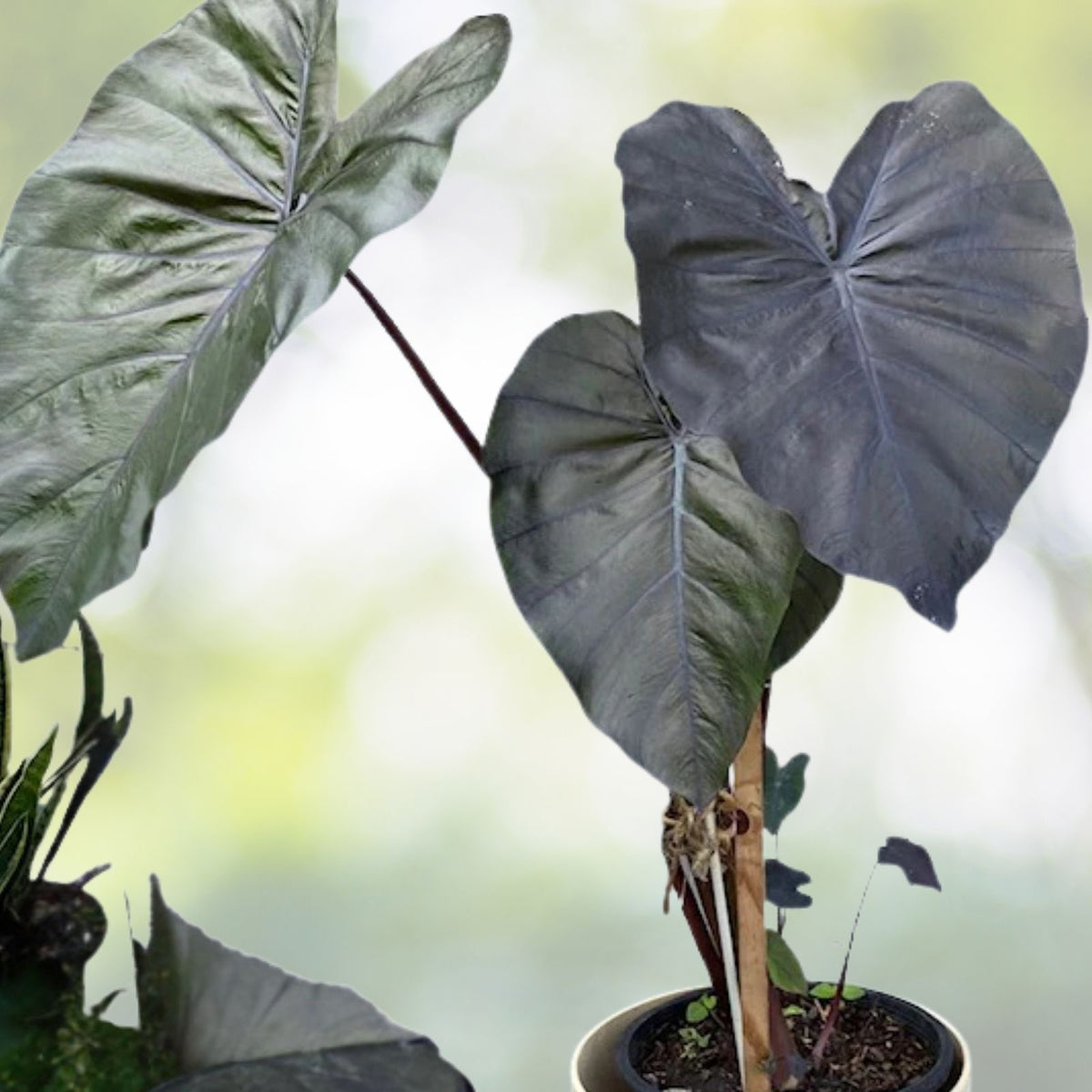 Alocasia Magic Magic Plant 3 Gallon Pot Tropical Houseplant Alocasia spp. Ideal for Indoor Gardens Plant Enthusiasts