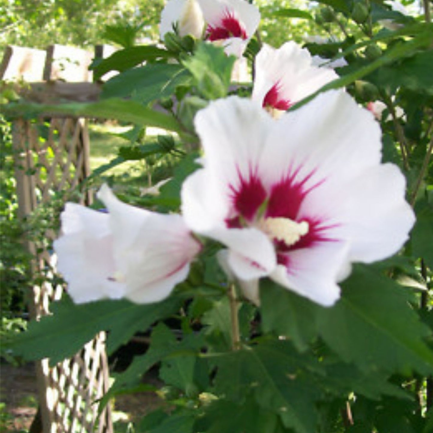Set of 2 Rose of Sharon Plants, Mixed Colors, Hibiscus syriacus, Hardy Zones 5-9, 2-3 Years Old