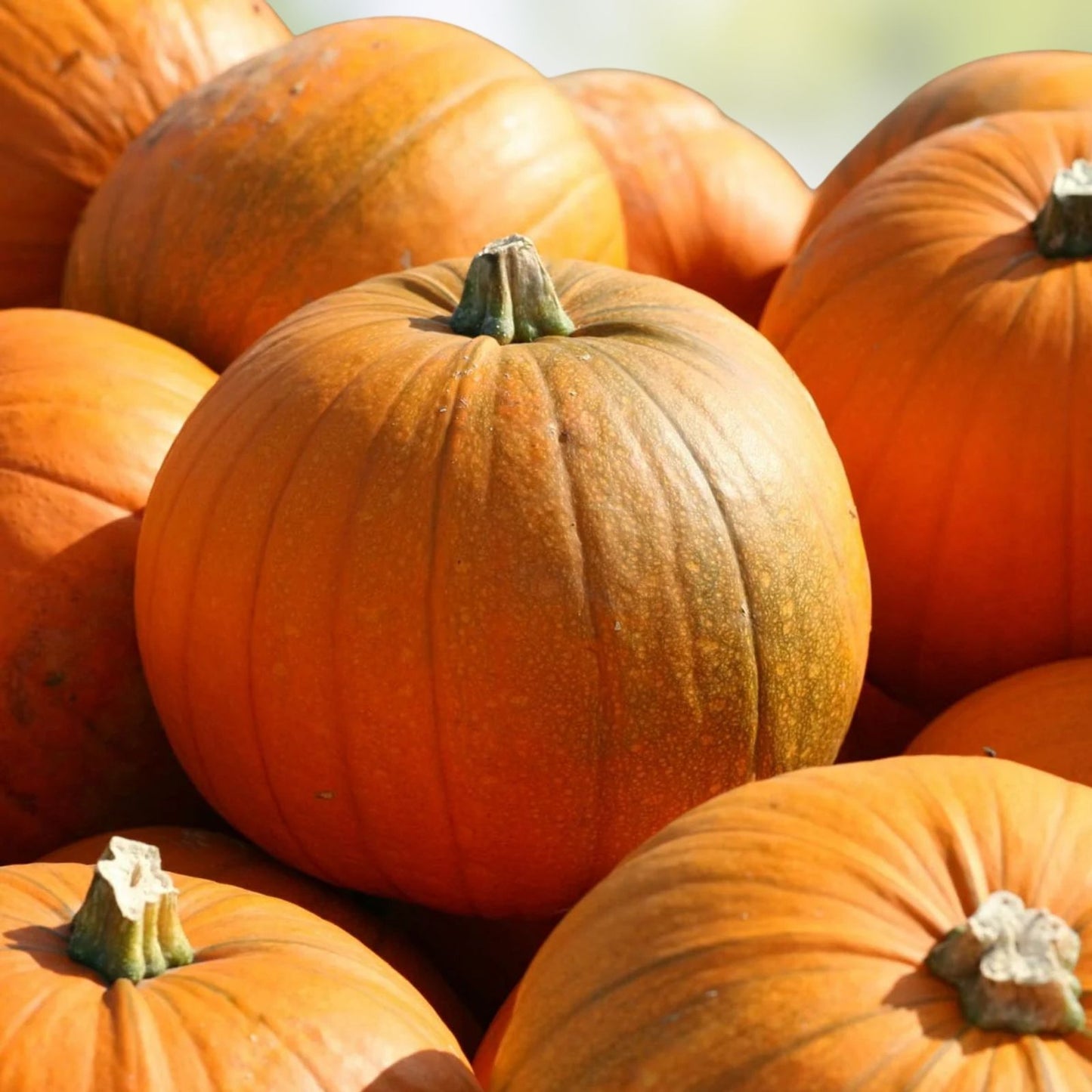 Spooky Blend Pumpkin Seeds for Planting - 100 Mixed Heirloom Varieties - Cucurbita pepo