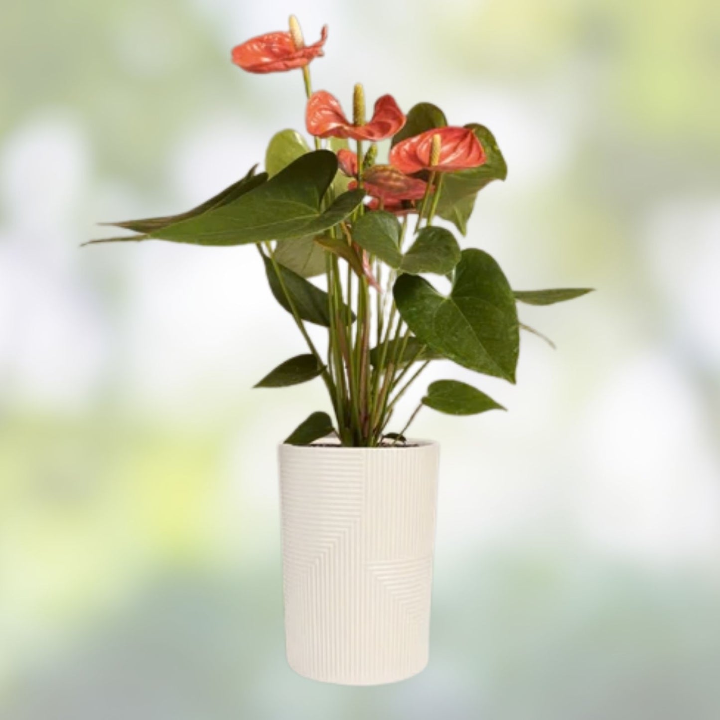 Anthurium Plant - Morona Variety - Live Indoor Houseplant - Tropical Flowering Plant - Free Shipping - Anthurium andraeanum