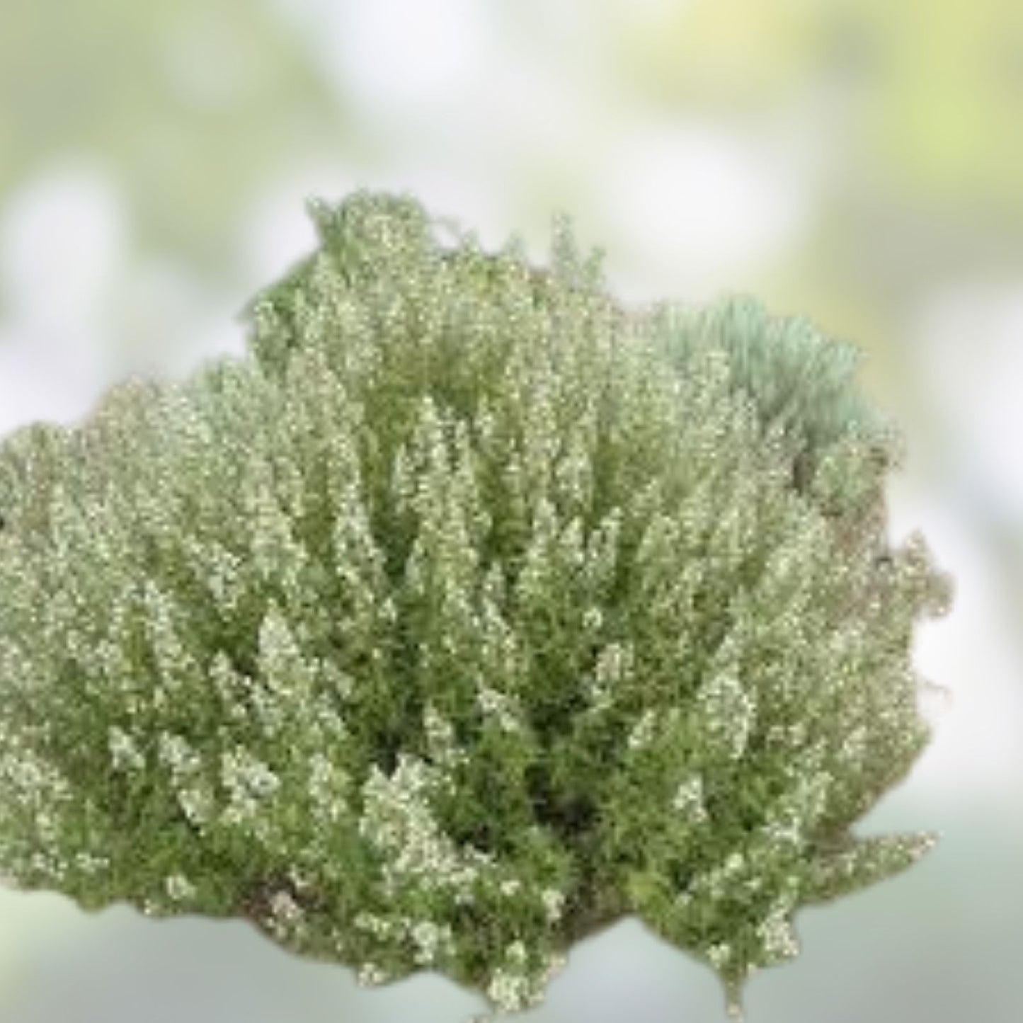 Desert Sweet Fern Bush Seeds – 20+ Native Medicinal Hedge Shrub, C. millefolium, Drought Tolerant, Perennial Plant Seeds