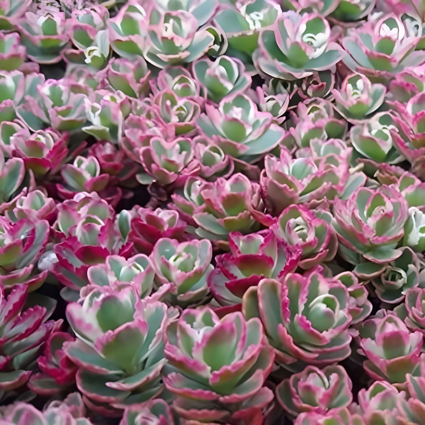 Tricolor Sedum Spurium Variegated Stonecrop 2-4 Inch Cuttings, Live Succulent, Ground Cover Plant, Variegated Succulent, Easy Care