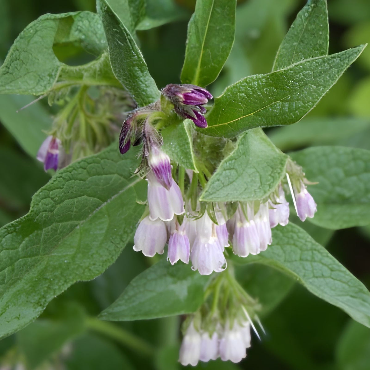 Russian Comfrey Root Cuttings 5+ Pack, Bocking 14 Organic Medicinal Plant, 3/4-1.5 Inch Long, Herbal Rootstock for Gardening