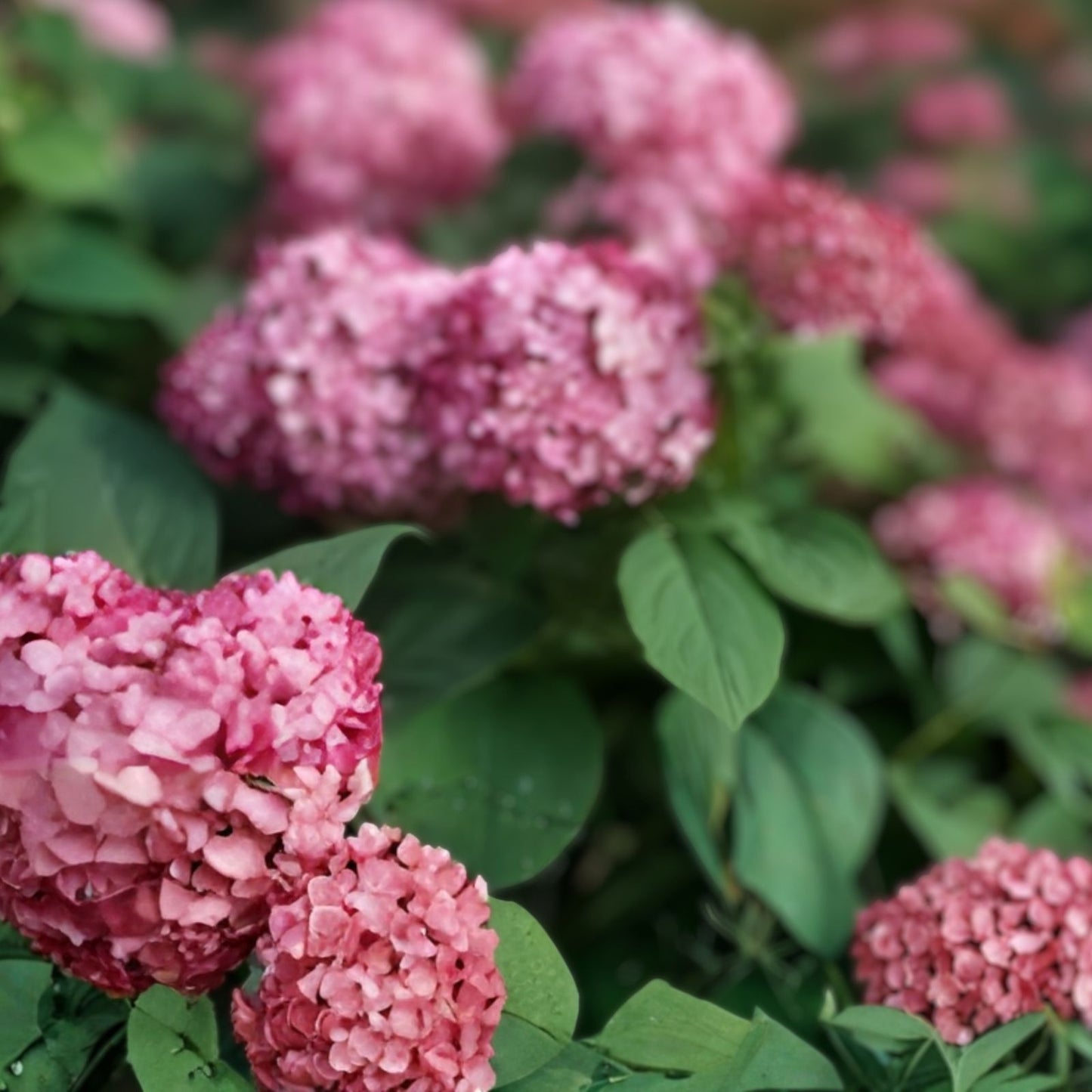 Rare Smooth Hydrangea Cuttings – 5 Rooted Ruby Plants – Native Hydrangea arborescens – Garden Flowering Shrubs