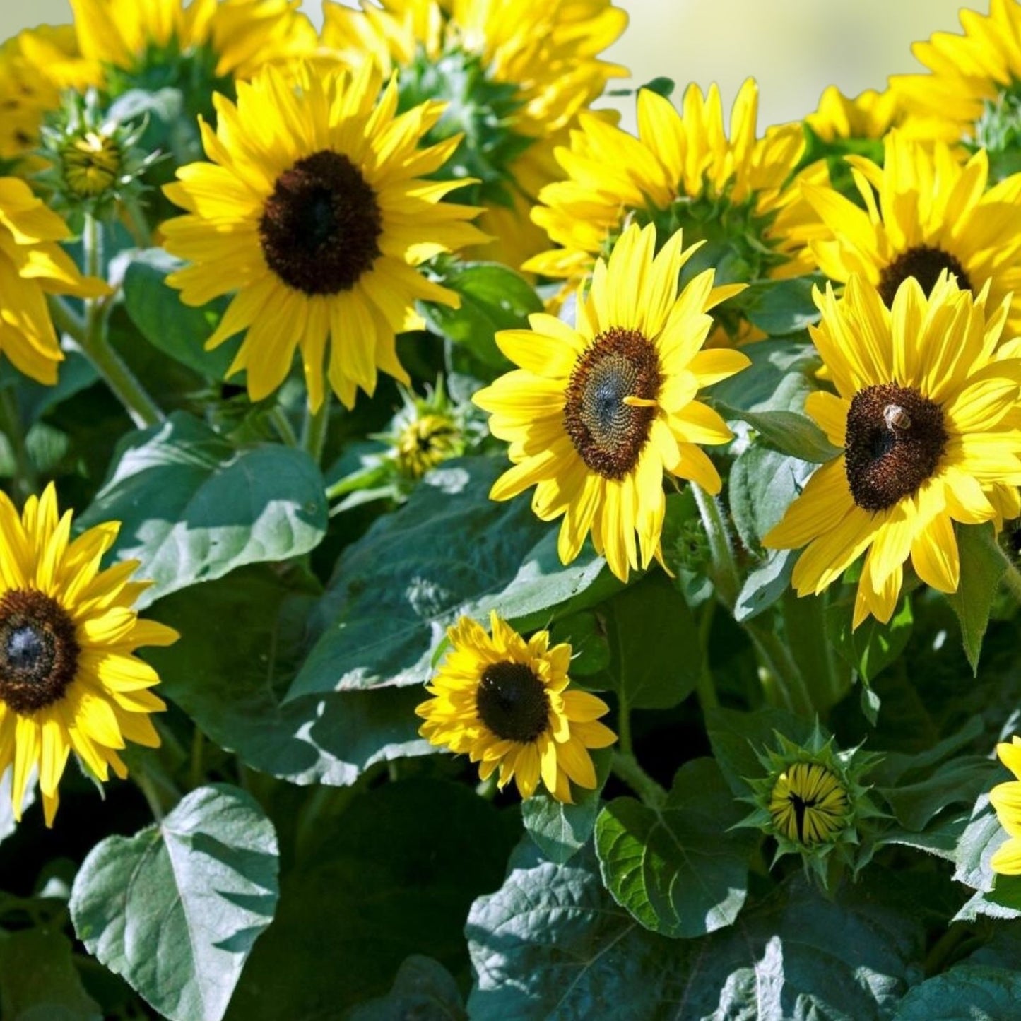 Dwarf Sunspot Sunflower Seeds | 50+ Exotic Flower Seeds | Helianthus annuus | Bright Yellow Blooms for Garden Planting