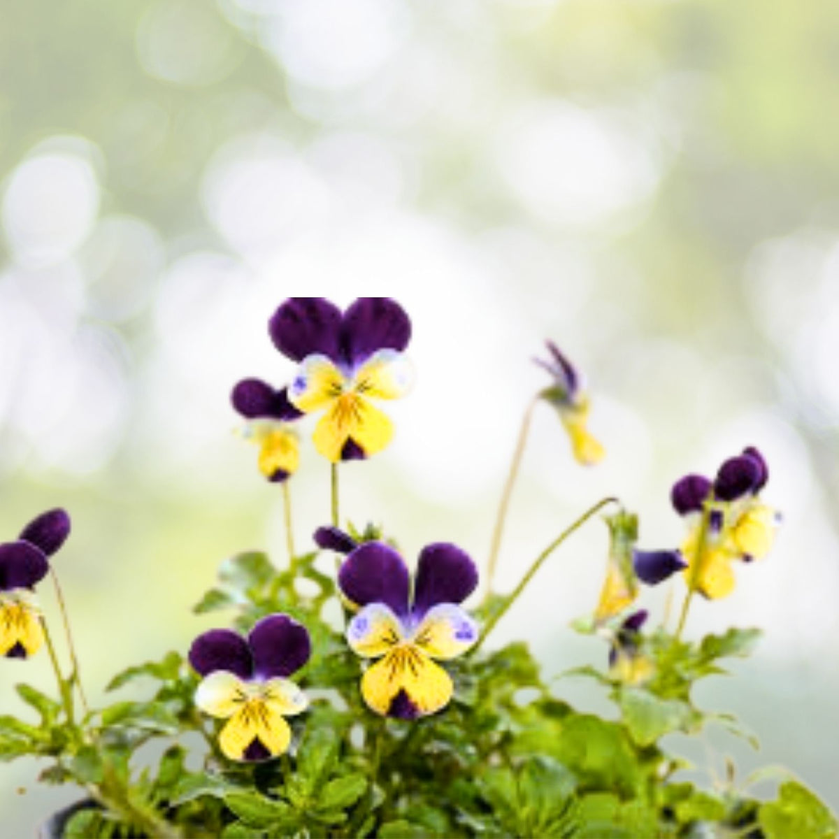 Johnny Jump Up Viola Seeds | NON-GMO Heirloom Flower Seeds | Viola tricolor | Fresh Garden Seeds for Planting