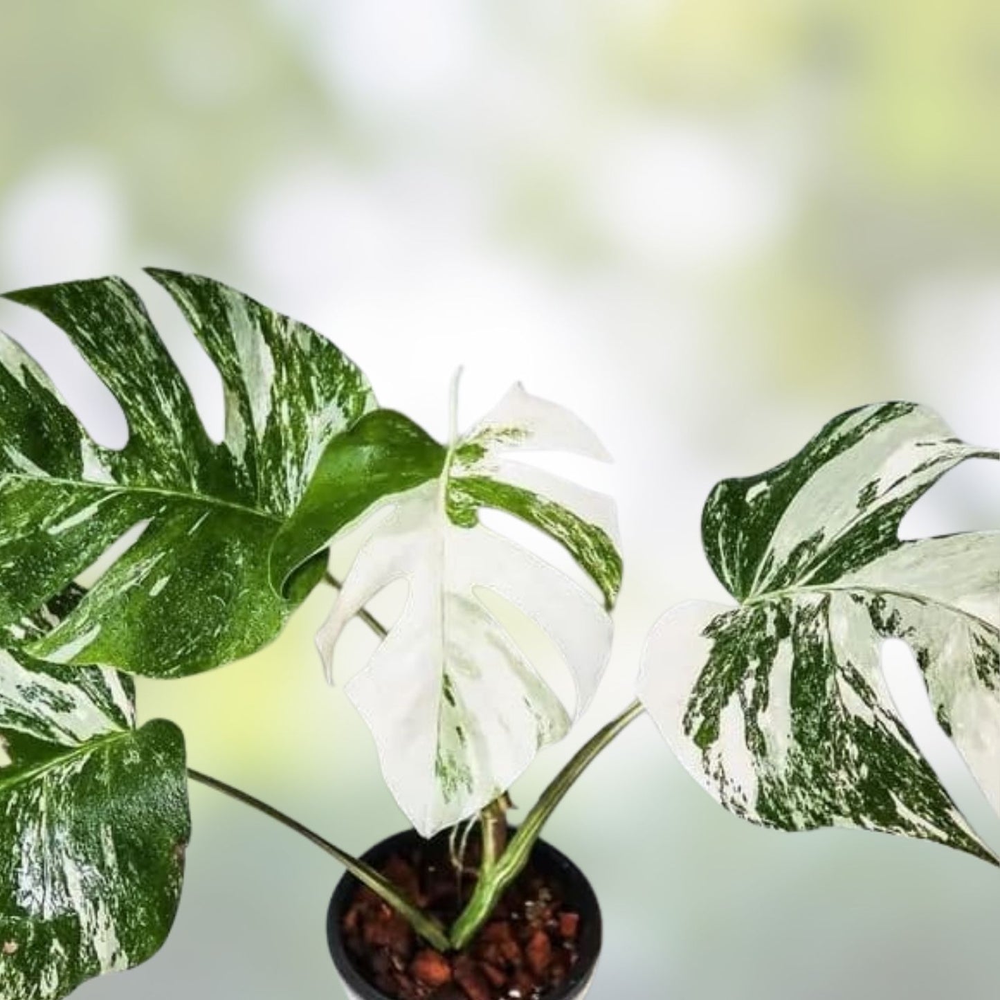 Monstera Albo Plant – Variegated Tropical Houseplant with 3-4 Leaves – Monstera Deliciosa Albo