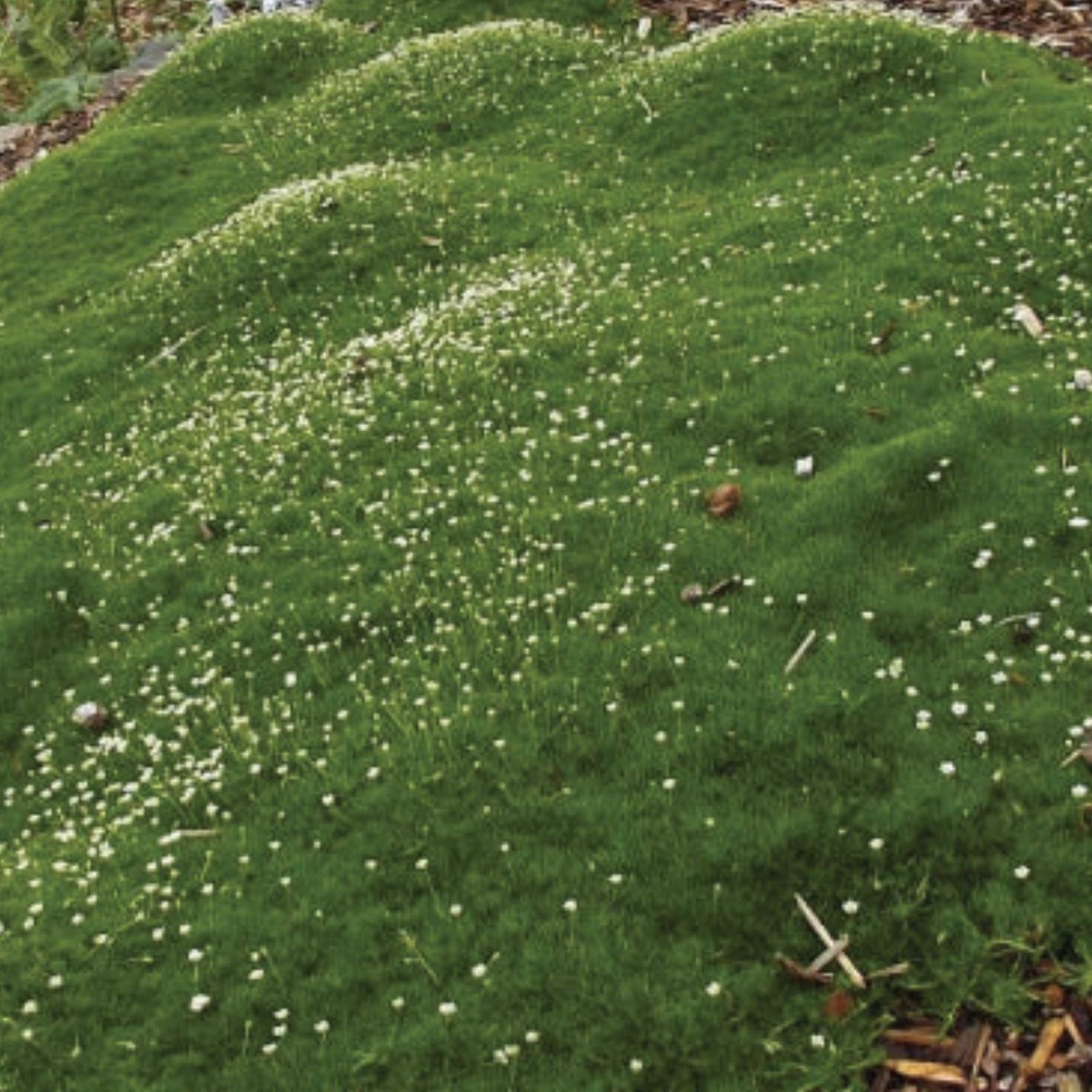 Irish Moss Seeds for Planting - Ground Cover, Green Blooms, Chondrus crispus, Marine Seaweed Seed