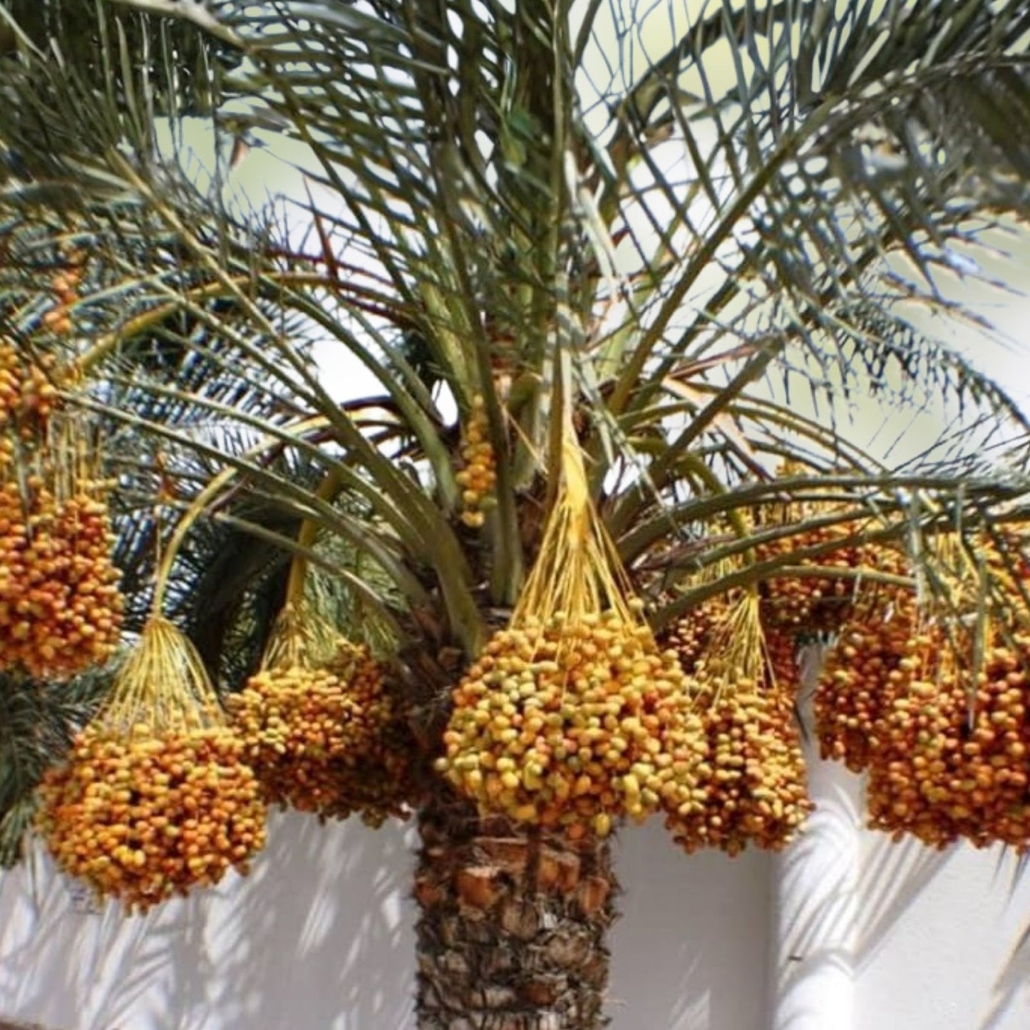 Medjool Date Palm Seedling 3.5" Pot, 2+ Year Old, Phoenix dactylifera, Indoor Outdoor Plant, Edible Fruit Tree