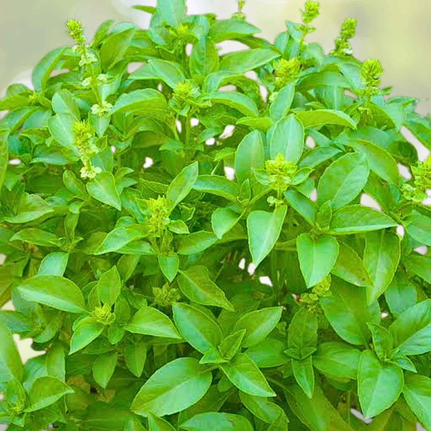 LEMON Basil Seeds - 200 Non-GMO Herb Seeds for Citrus Flavor in Soups and Sauces - Ocimum basilicum