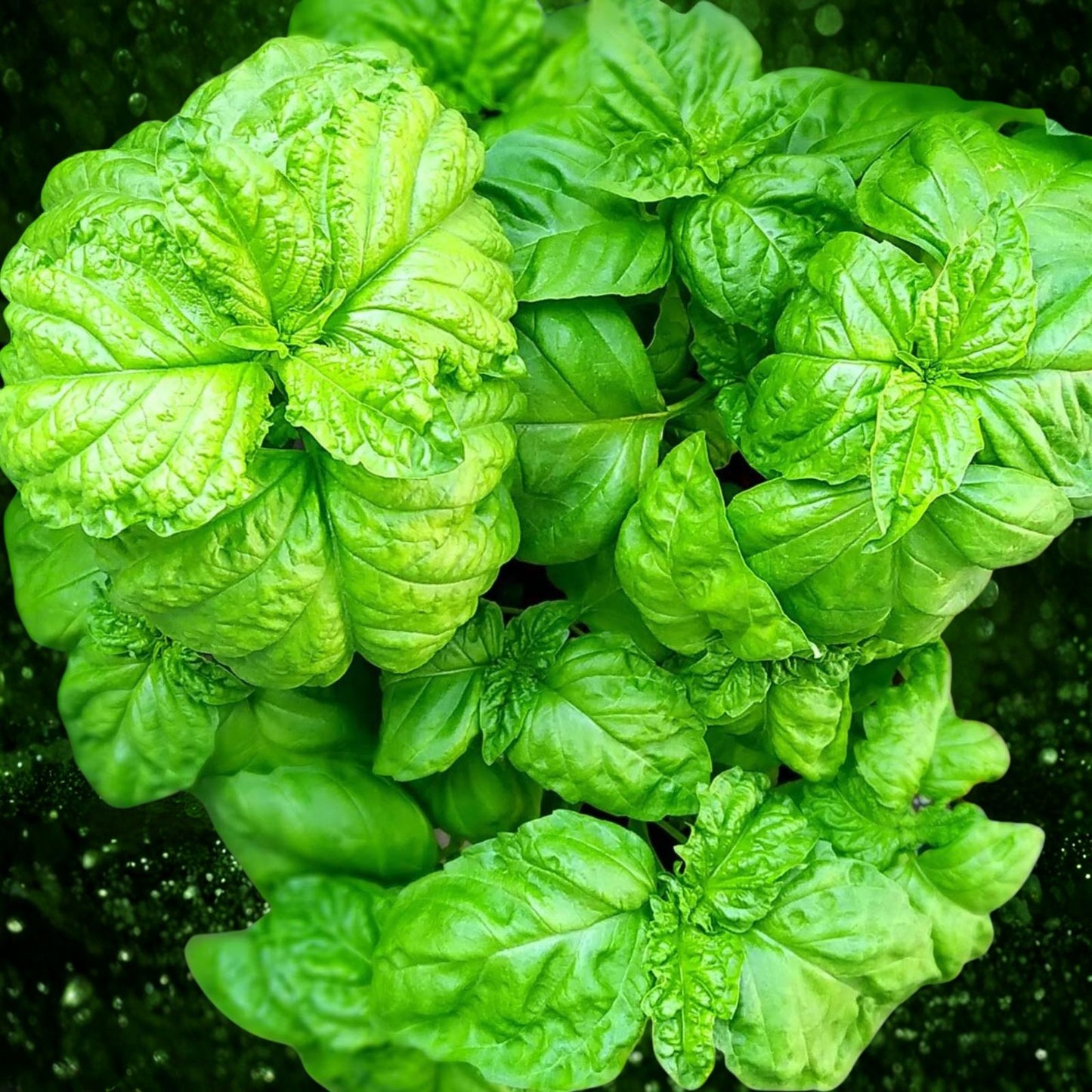 Organic Basil Seeds - Super Sweet Ashalim Variety - Non-GMO Herb Garden Planting - Ocimum basilicum - 100 Seeds