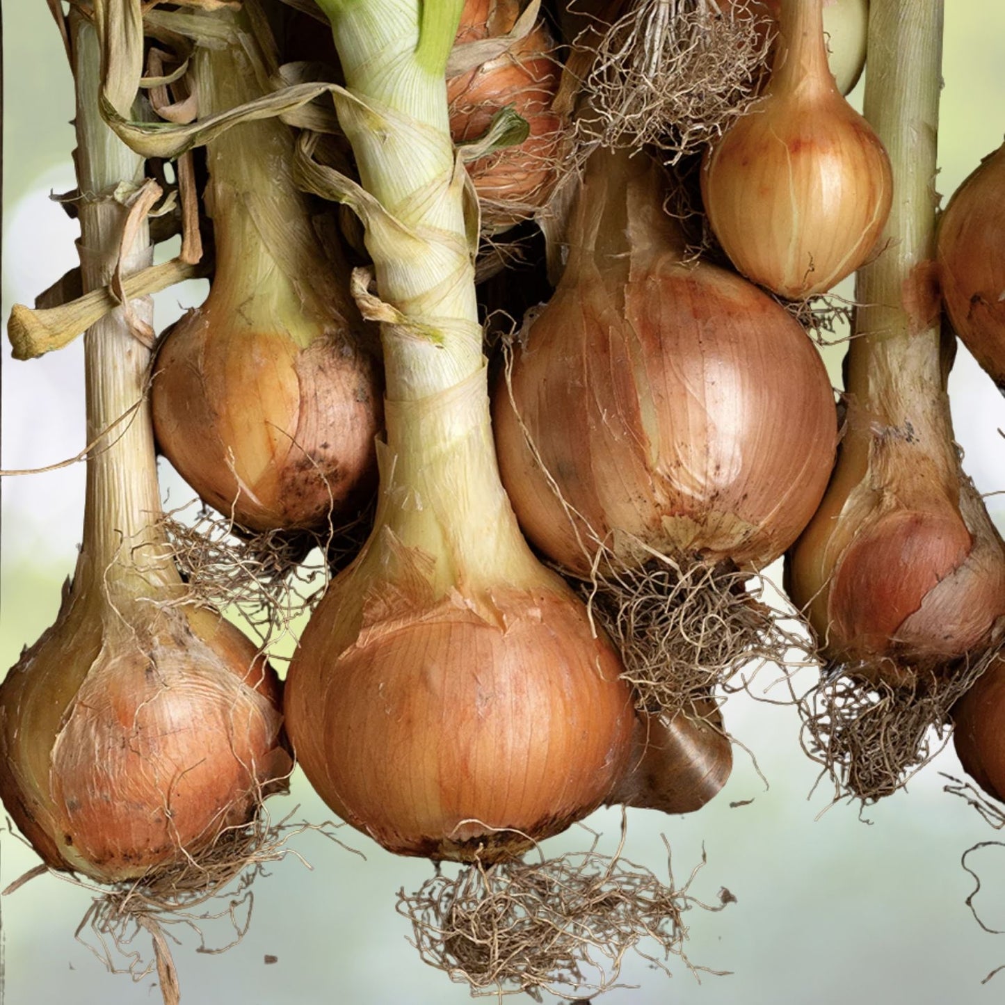 Utah Yellow Sweet Spanish Onion Seeds | Heirloom NON-GMO Vegetable Seeds | Allium cepa