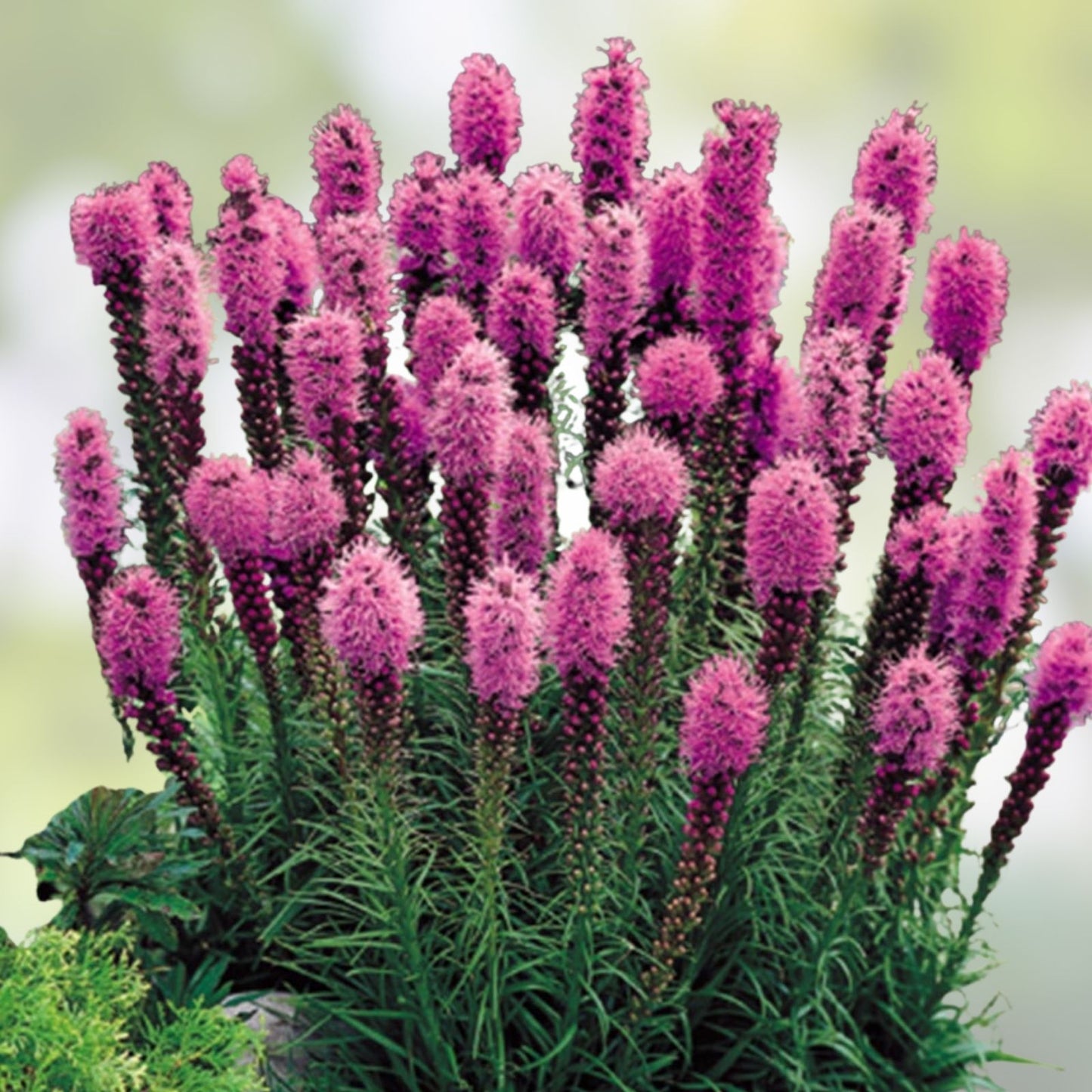 Purple Blazing Star Live Plants Set of 3, Perennial Liatris spicata, Butterfly Attracting Garden Flowers, Zones 3-8
