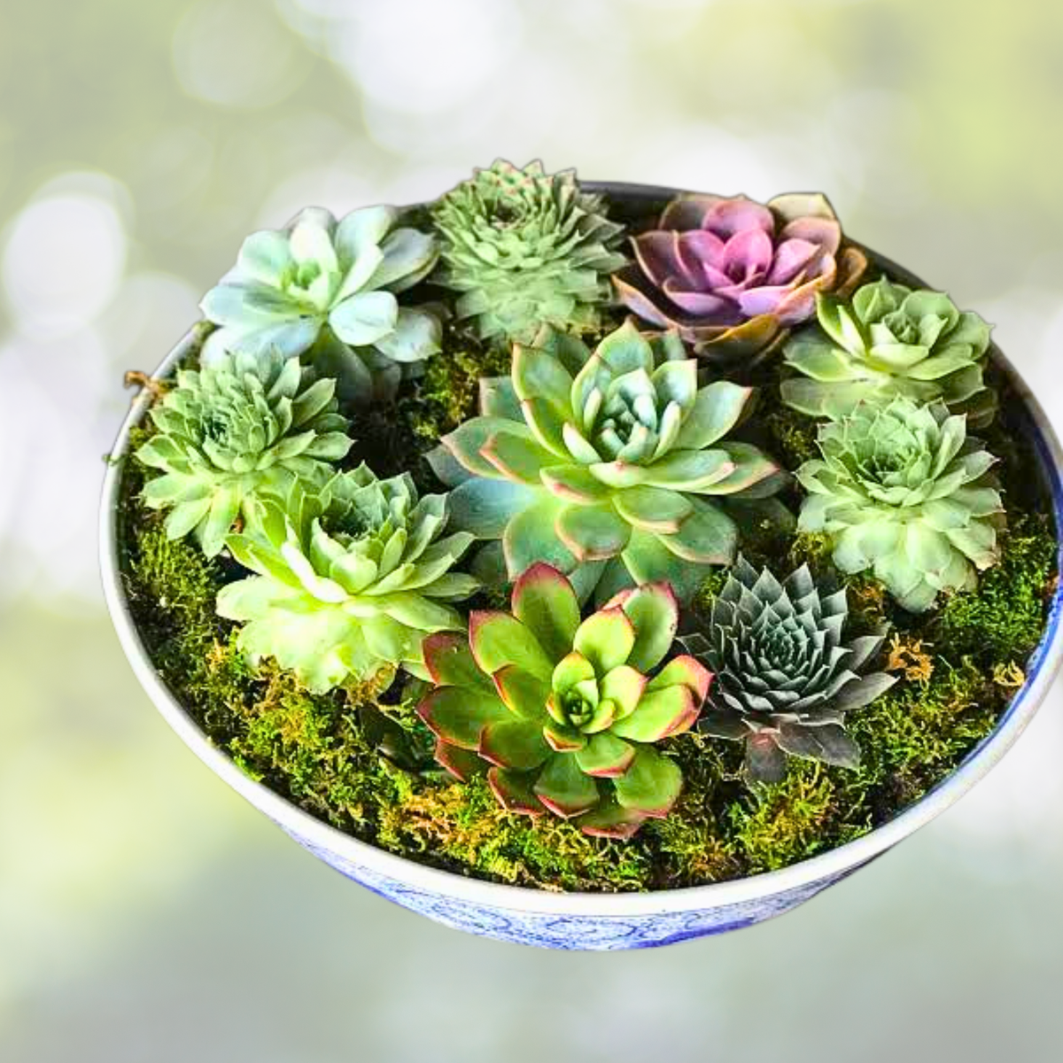 200pcs Rare Mixed Succulent Seeds - Colorful Collection for Gardening - Various Varieties, Ideal for Plant Lovers