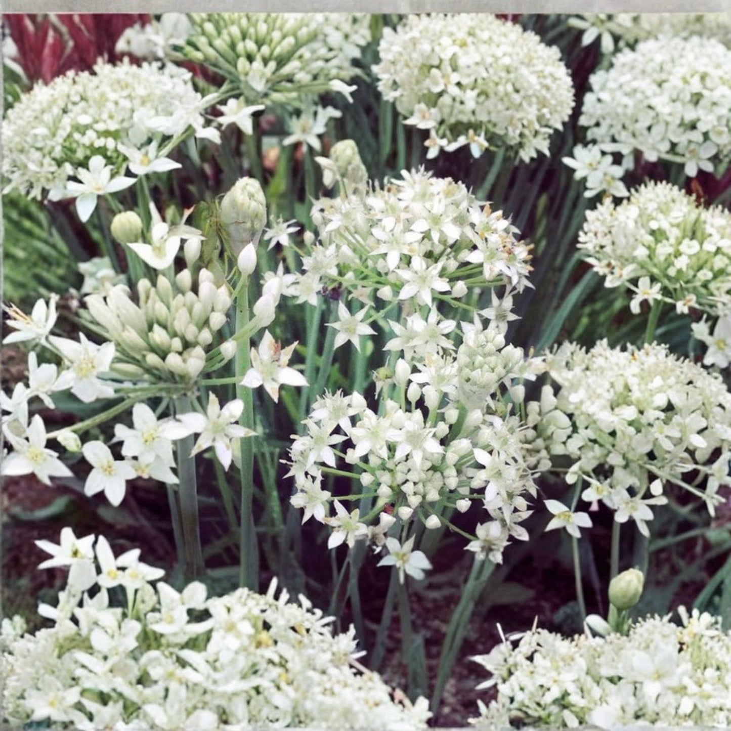Garlic Chives Seeds 4oz - Allium tuberosum for Microgreens and Sprouting - Culinary Herb, Organic, Non-GMO