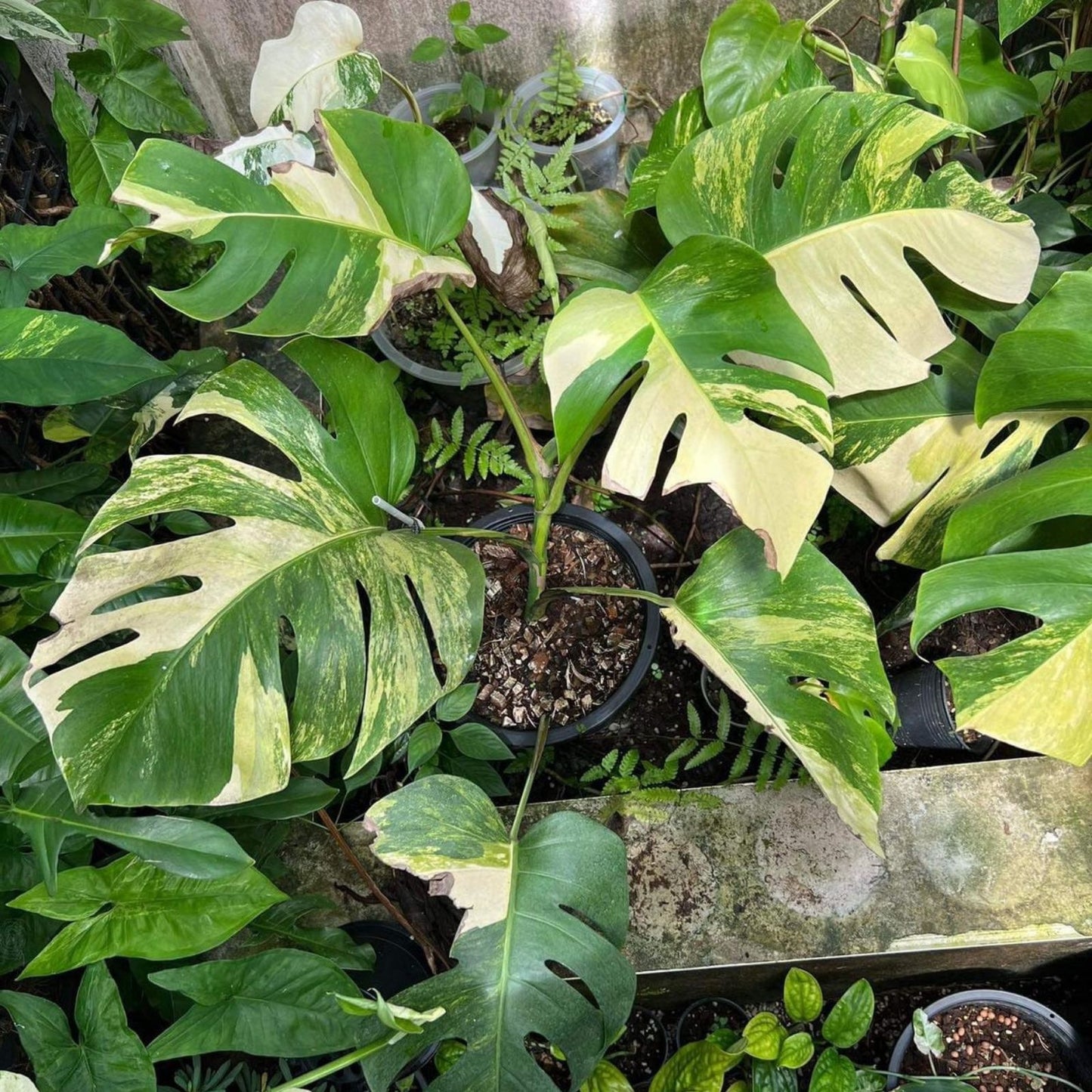 Monstera Aurea Plant in 6-Inch Pot, Variegated Tropical Houseplant, Monstera Deliciosa Variegata, Well Rooted