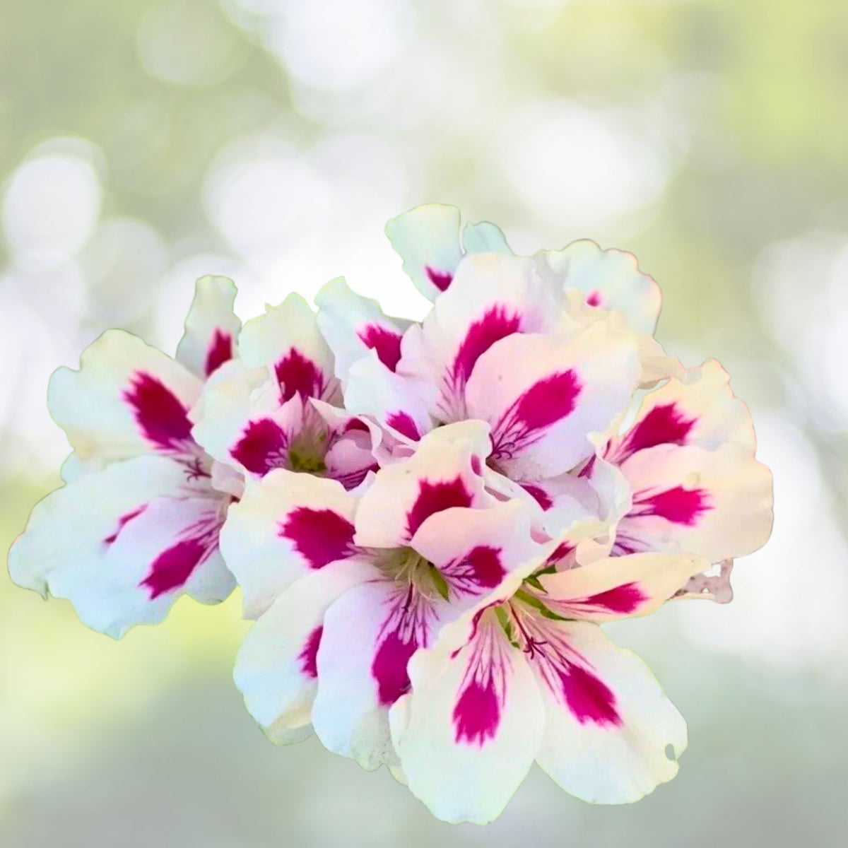 Geranium Live Plants 10-12" White Vibrant Pink Perennial Pelargonium