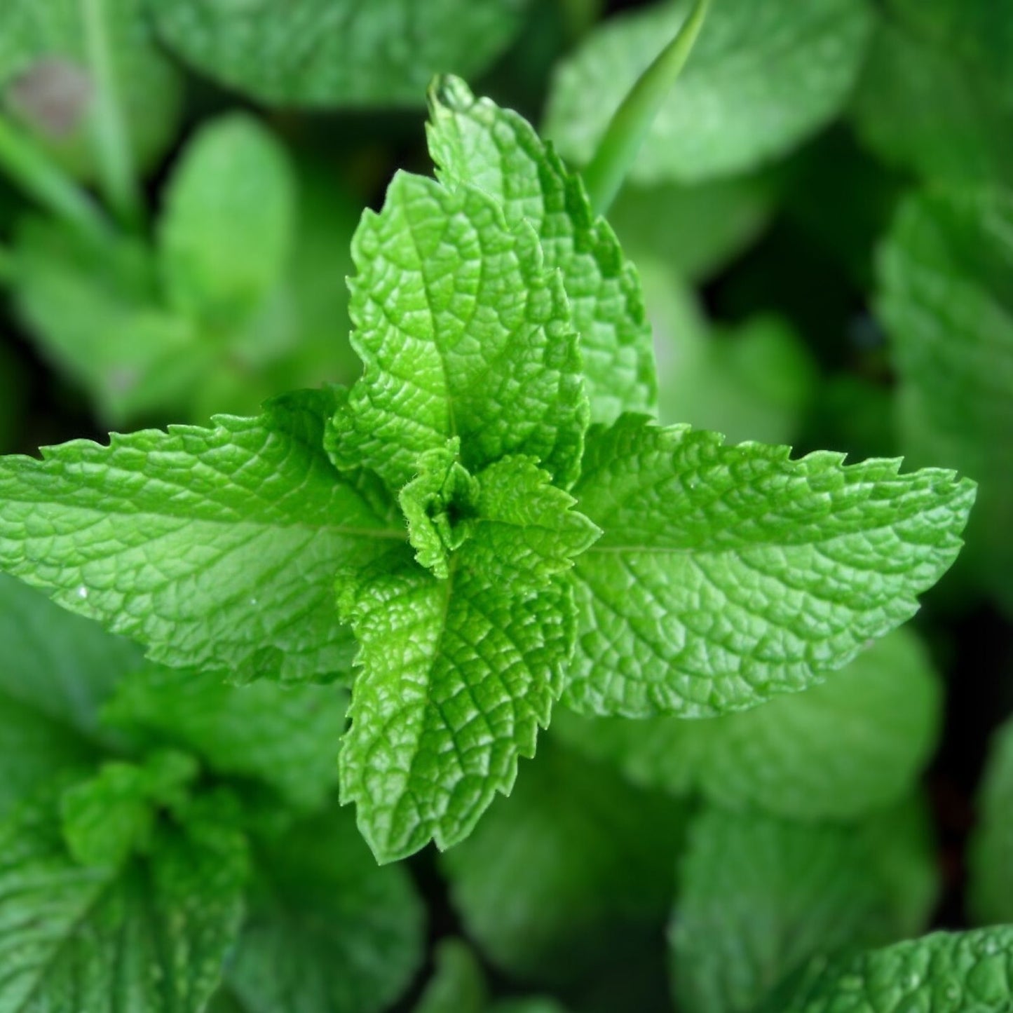 Heirloom Peppermint Seeds - Non-GMO Culinary Herb - Aromatic Mentha × piperita - 100+ Seeds