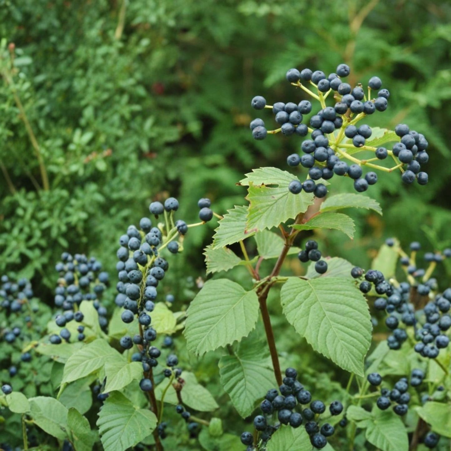 Arrowwood Viburnum Shrub Live Plant 8-12 Inches Bare Root Viburnum dentatum Ornamental Bush