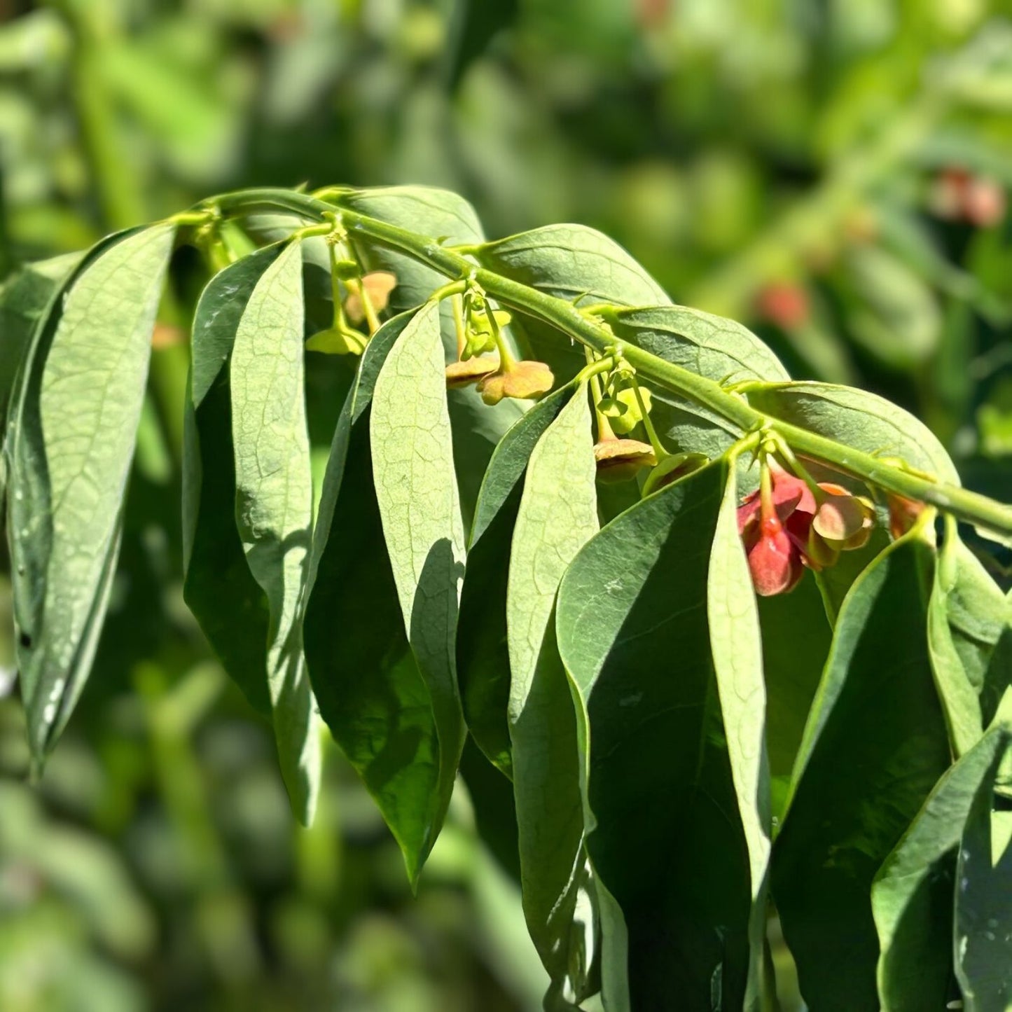Unrooted Katuk Branches Herb 8" Organic Grown Sauropus androgynus for Cooking and Gardening