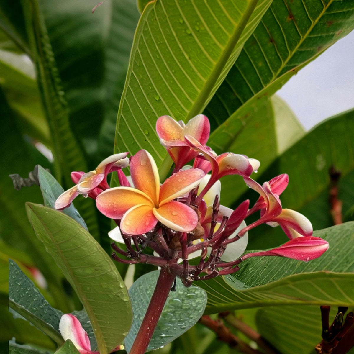 Candy Stripe Plumeria Cutting - 10 Inch Unrooted Fresh Cutting - Plumeria rubra