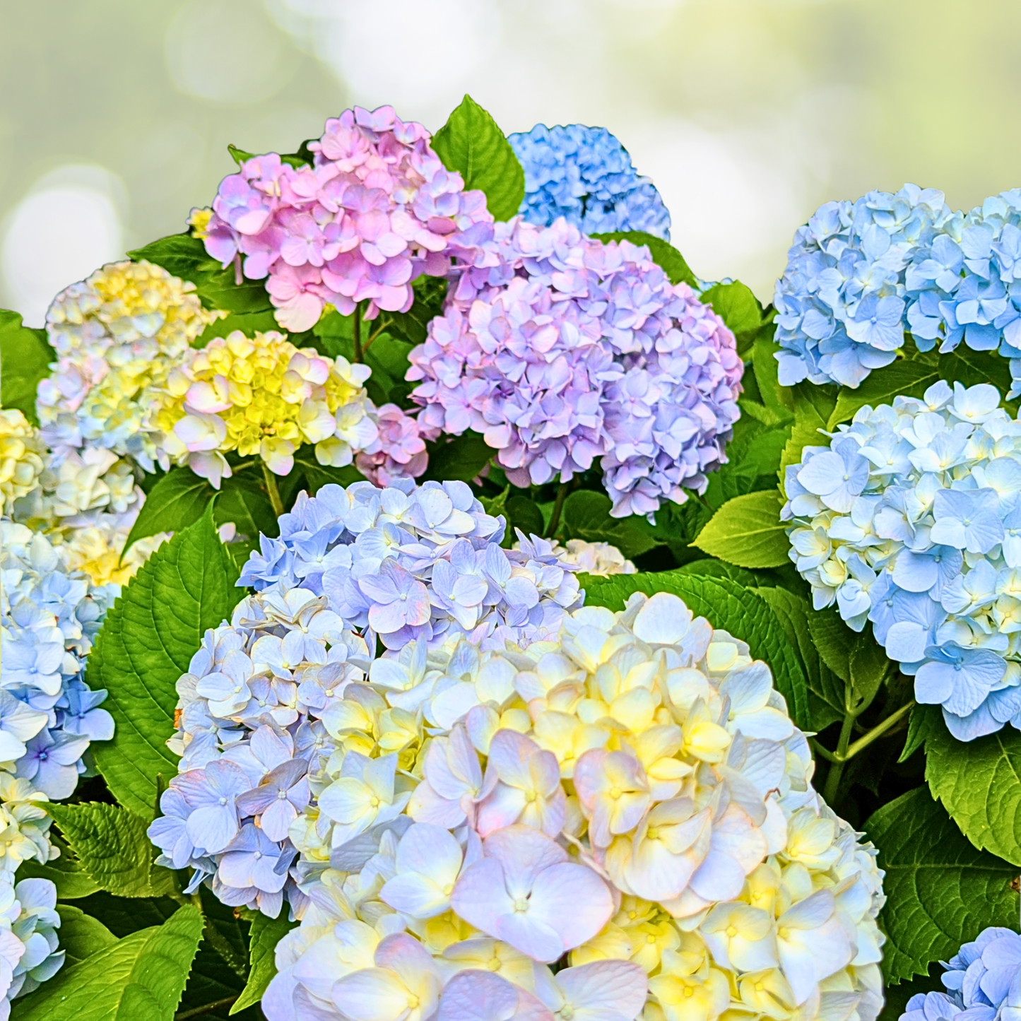Hydrangea Starter Plant - Miscellaneous Varieties - Colorful Blooms - Hydrangea spp.