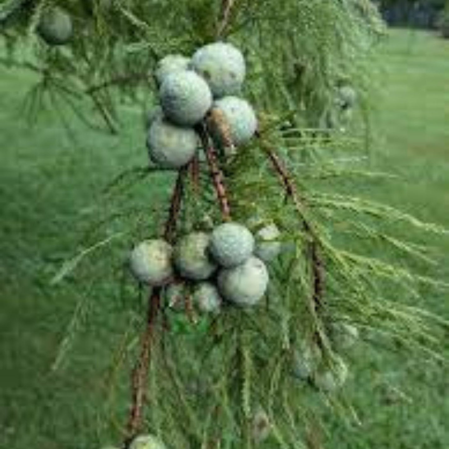 Bald Cypress Seeds for Planting, 10 Seeds, Exotic Tree Seeds, Taxodium distichum, Wetland Tree Seeds