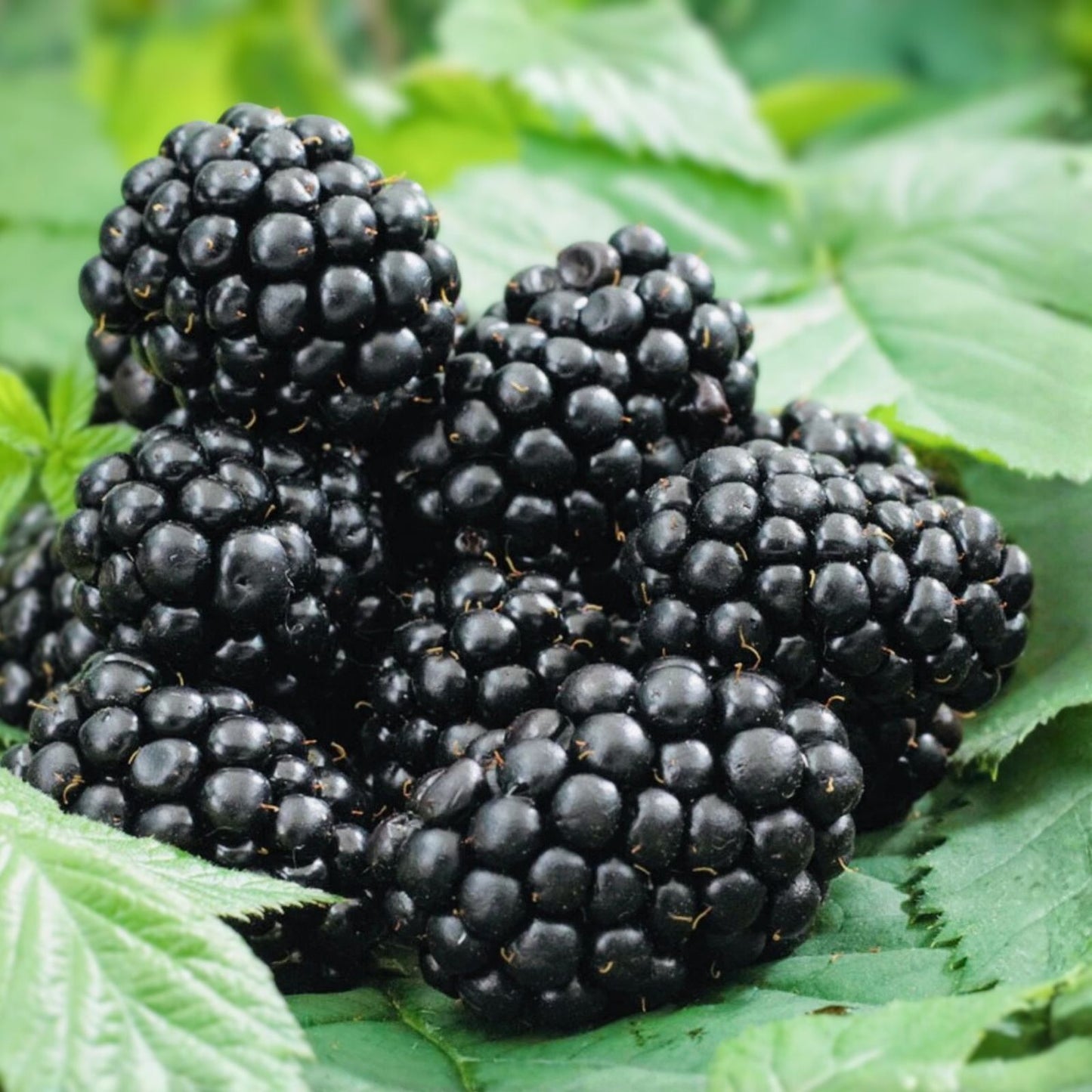 Thornless Apache Blackberry Plants - 5 Bare Root Fruit Starter Shrubs for Garden - Rubus fruticosus