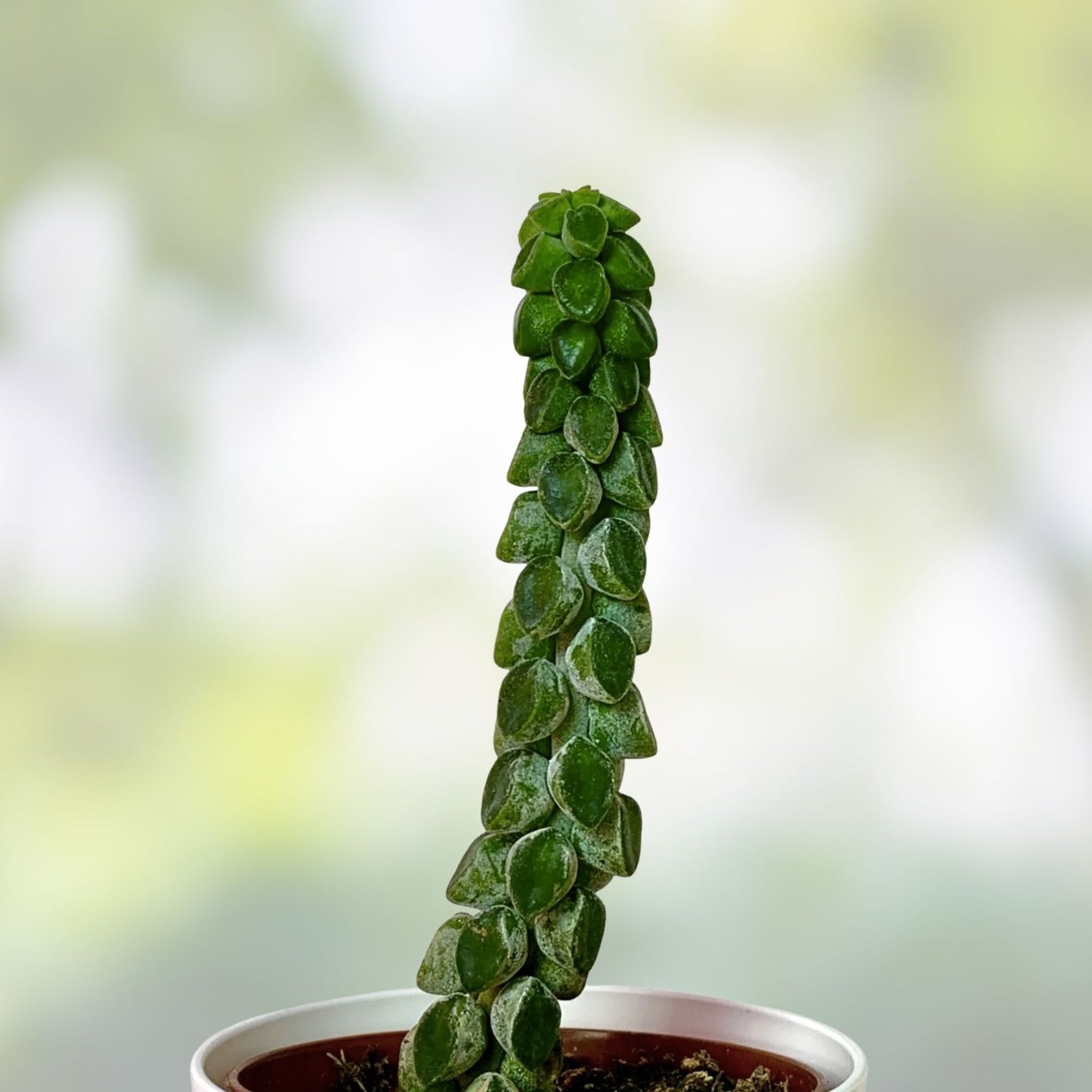 Peperomia Columella Cactus Plant | Live Succulent for Indoor Gardening | Easy Care Houseplant | Rare Variegated Green