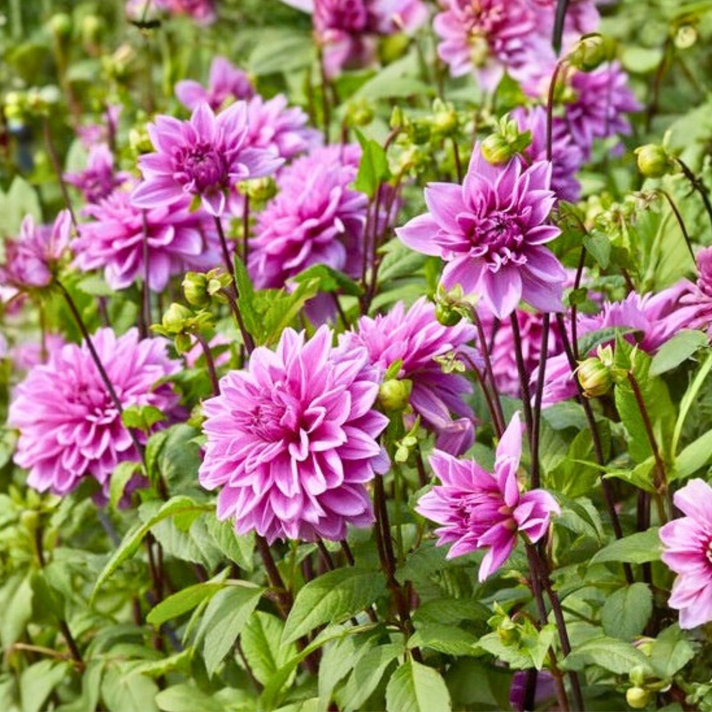 Dahlia Tuber Giant Dinnerplate Lavender Purple - Dahlia 'Lilac Time' Flower Bulb for Garden Planting