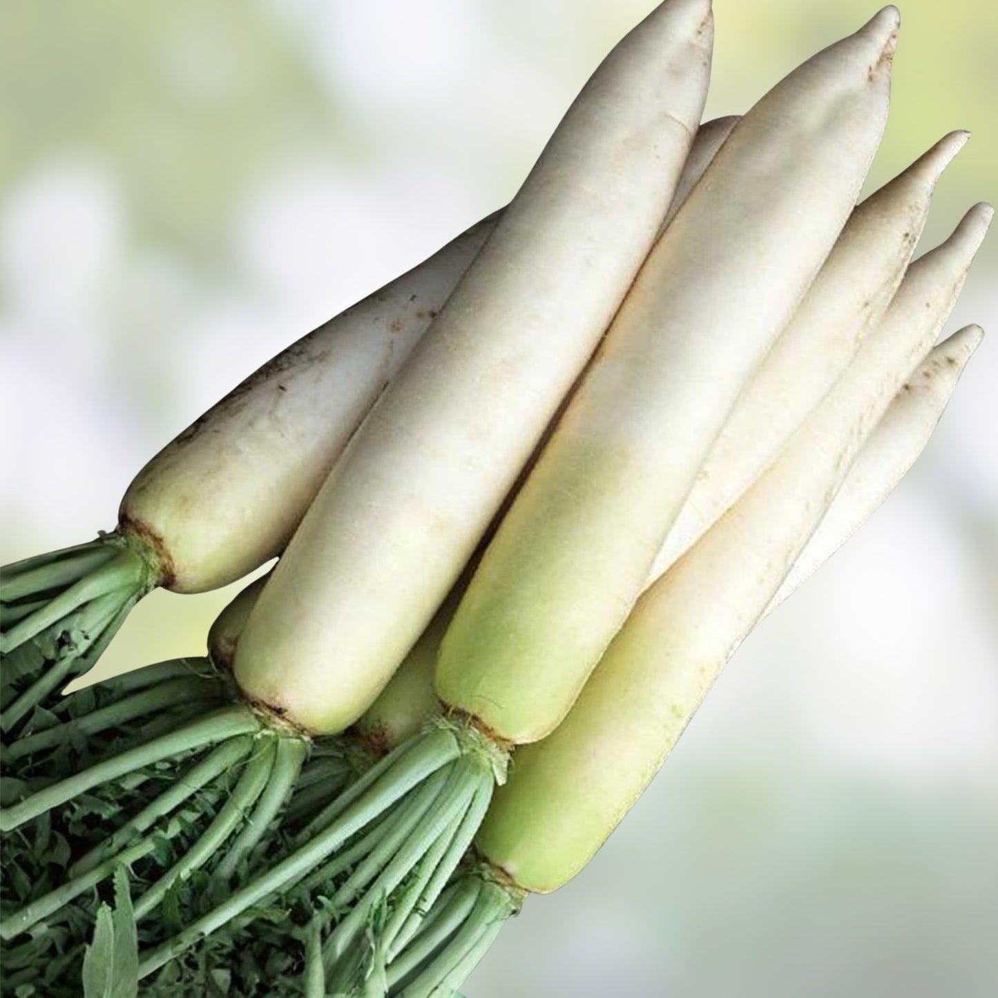 Radish Seeds 1000 Pack Japanese Minowase Daikon Heirloom Non-GMO Raphanus sativus for Gardening, Vegetable Seeds