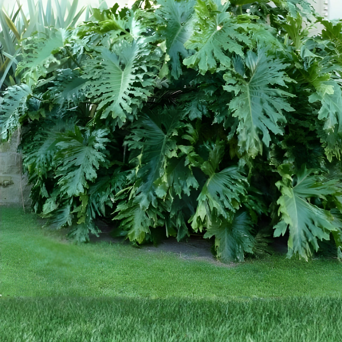 Large Philodendron Selloum Plant - Extra Large Split Leaf, Full Rooted Tropical Houseplant, Philodendron Hope
