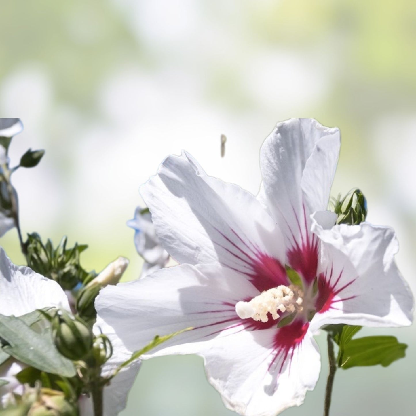 Unrooted Rose of Sharon Cutting White Hibiscus syriacus with Maroon Flowers Plant Propagation