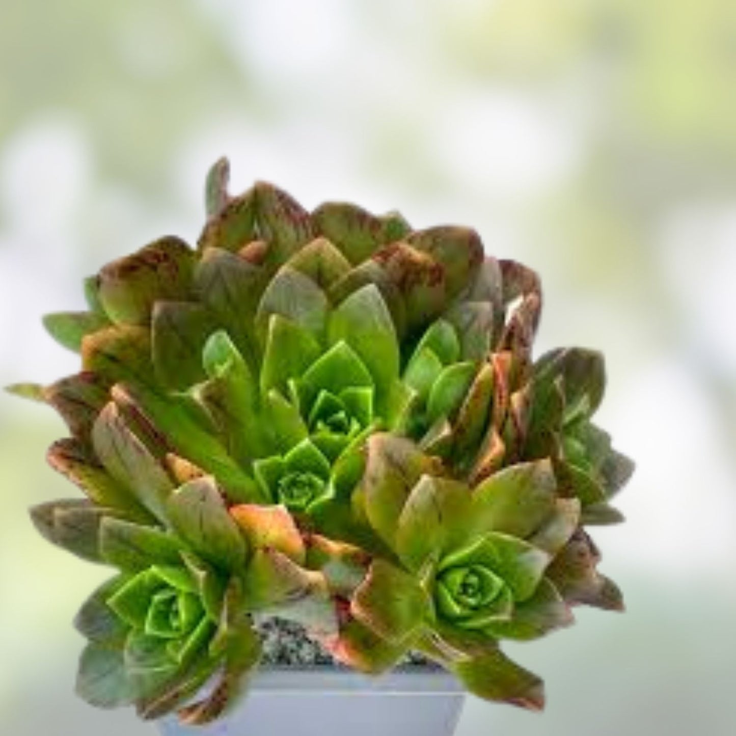 Succulent Cuttings - 3 Aeonium Heuksel Bronze Medal - Drought-Tolerant Indoor Houseplants for Gardening