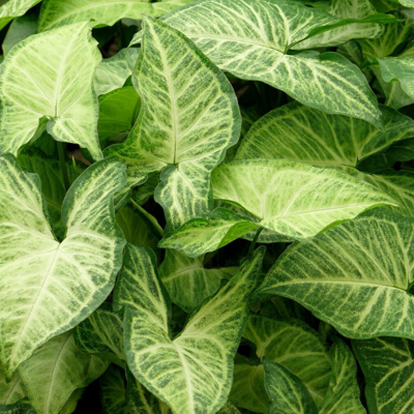 Rooted Arrowhead Vine Cuttings 10 Pack, Syngonium podophyllum, Easy Care Indoor Houseplant, Gardening Decor, Green Foliage