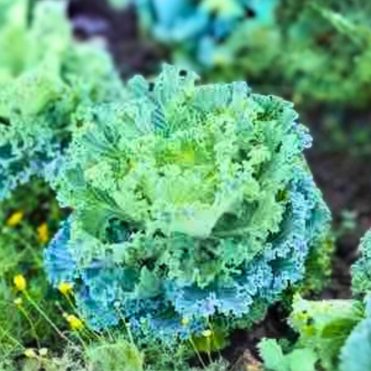Kale Seeds 1000 Count Vates Blue Curled Scotch Heirloom Non-GMO Brassica oleracea Vegetable Seeds