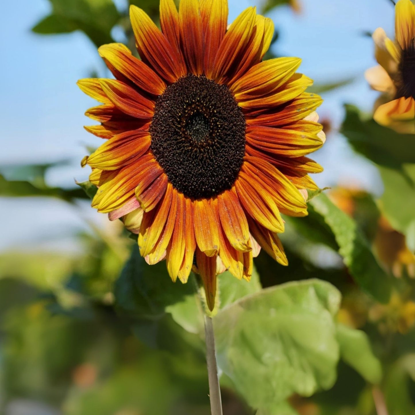 Indian Blanket Sunflower Seeds - 25 Pack - Exotic Varieties - Gaillardia pulchella