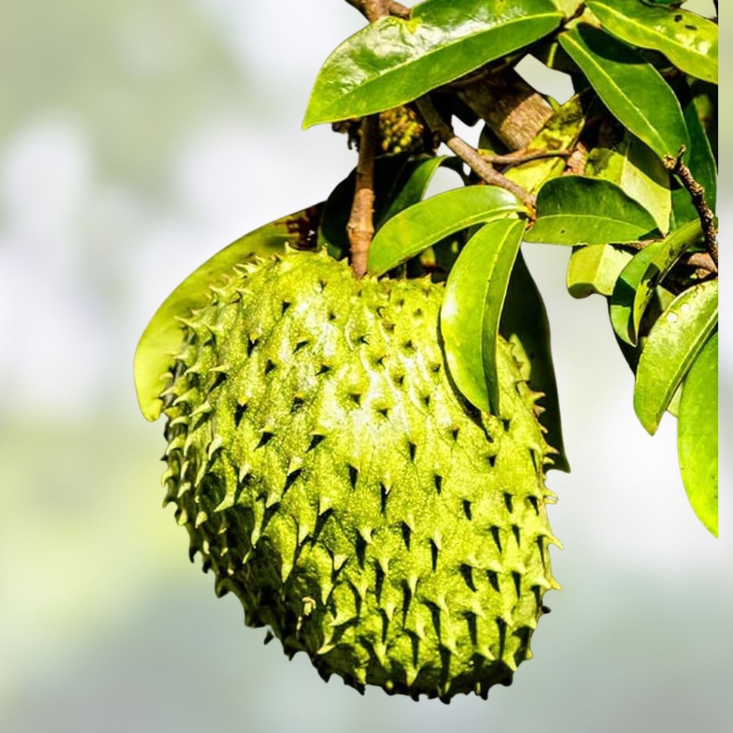 Graviola Soursop Plant in Pot – Annona Muricata – Tropical Fruit Tree – Fresh Guanabana for Home Garden