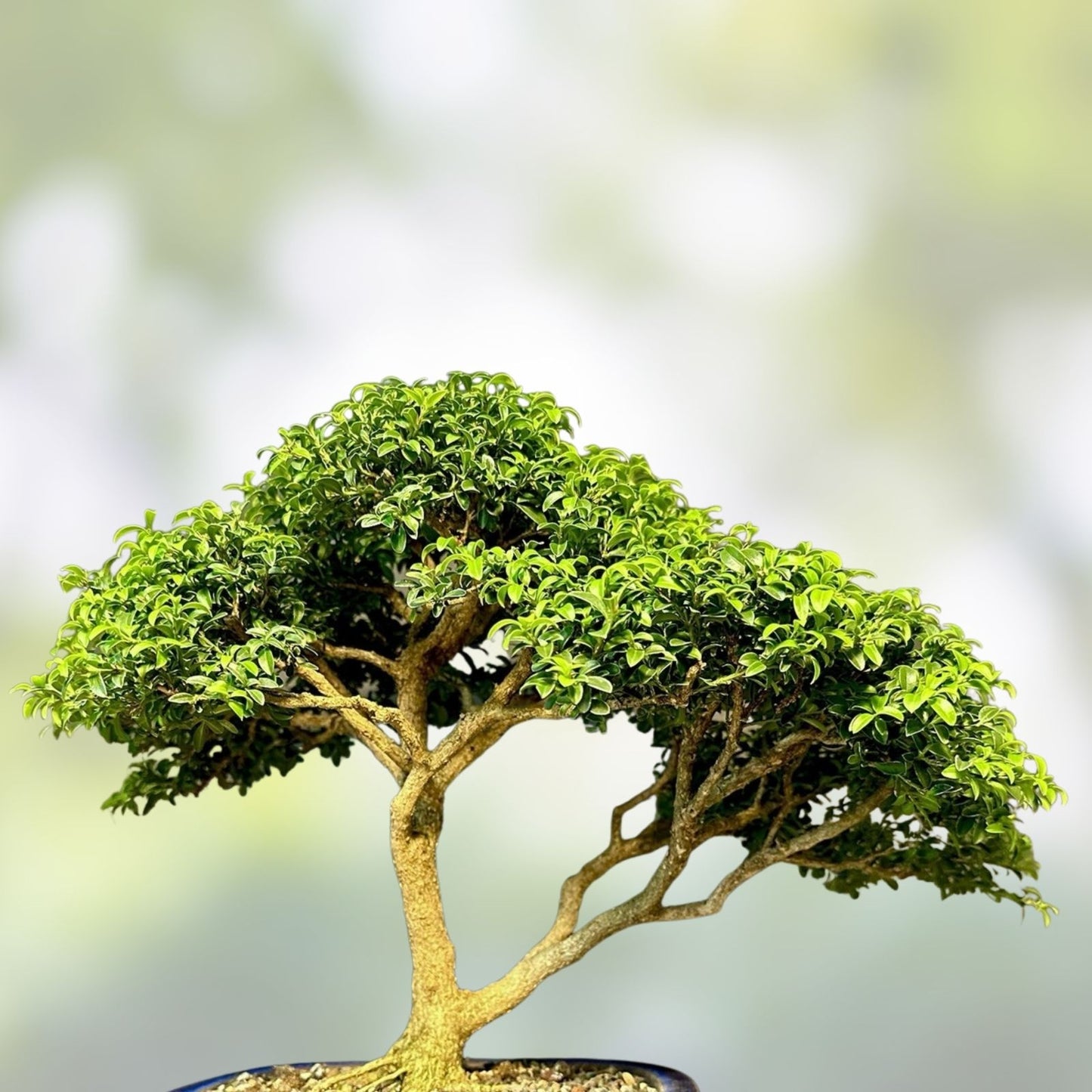 Bonsai Tree 9” Kingsville Boxwood in Chinese Glazed Pot – 12 Years Old Indoor Plant for Home Decor