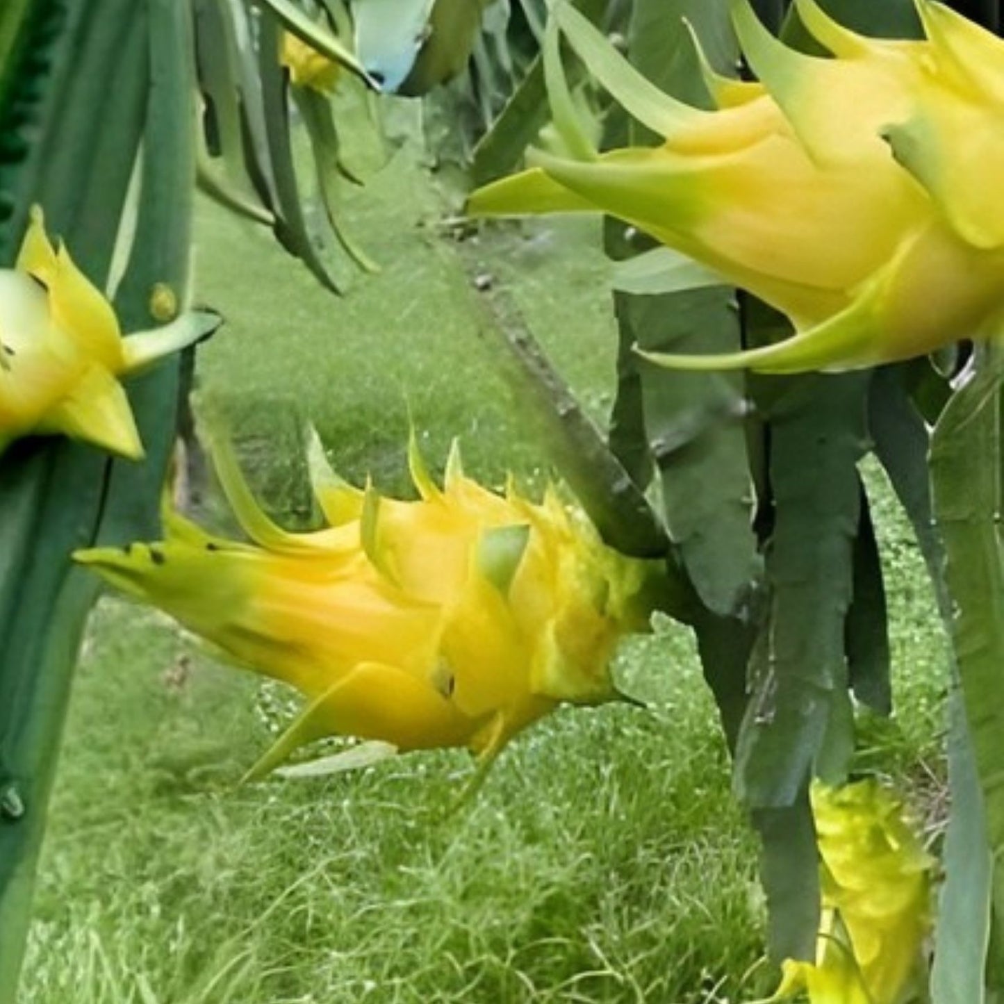 Aussie Gold Dragon Fruit Cuttings 8-12" Isis Gold Hylocereus undatus Fresh Fruit Plant