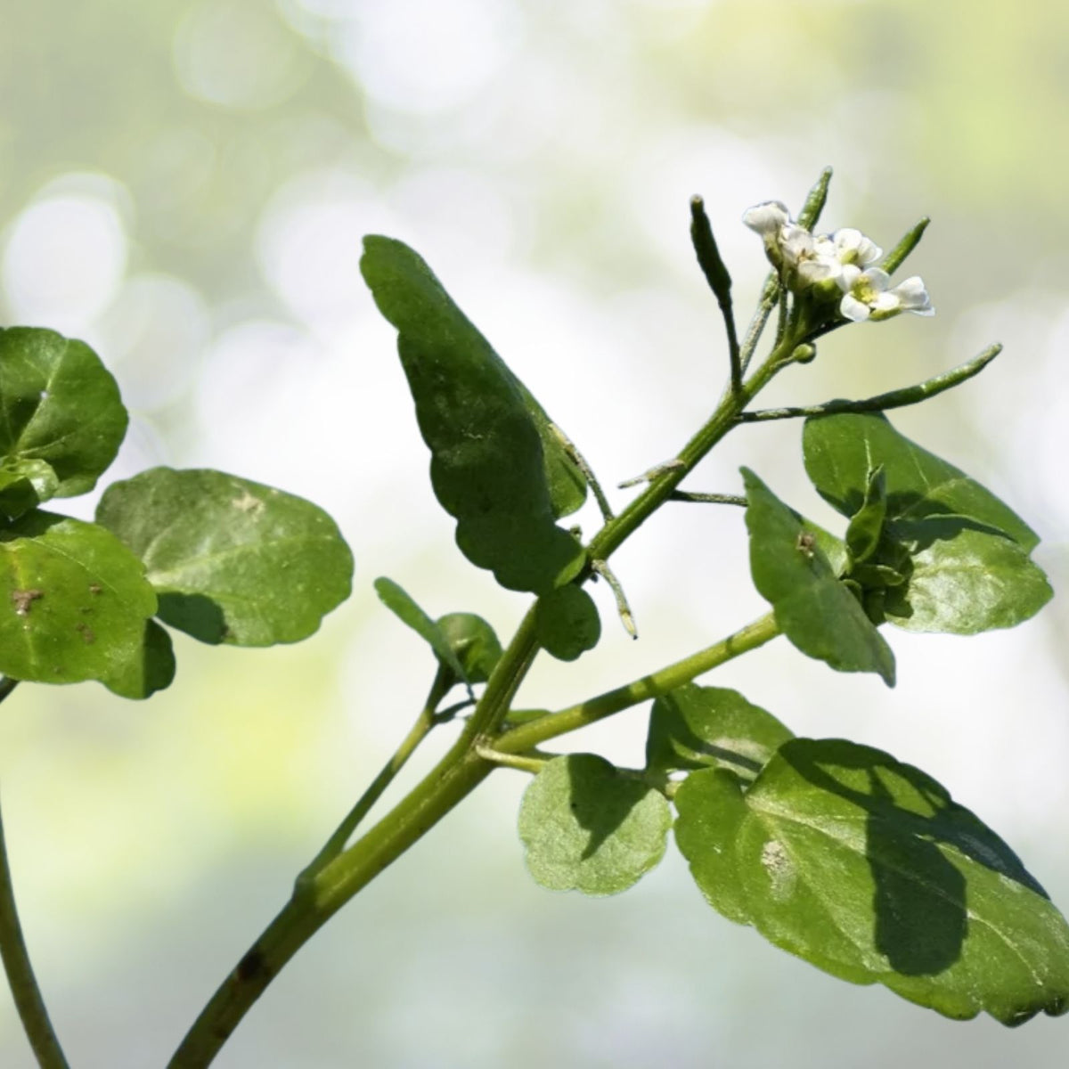 Watercress Seeds | NON-GMO Heirloom | Fresh Garden Seeds | Nasturtium officinale
