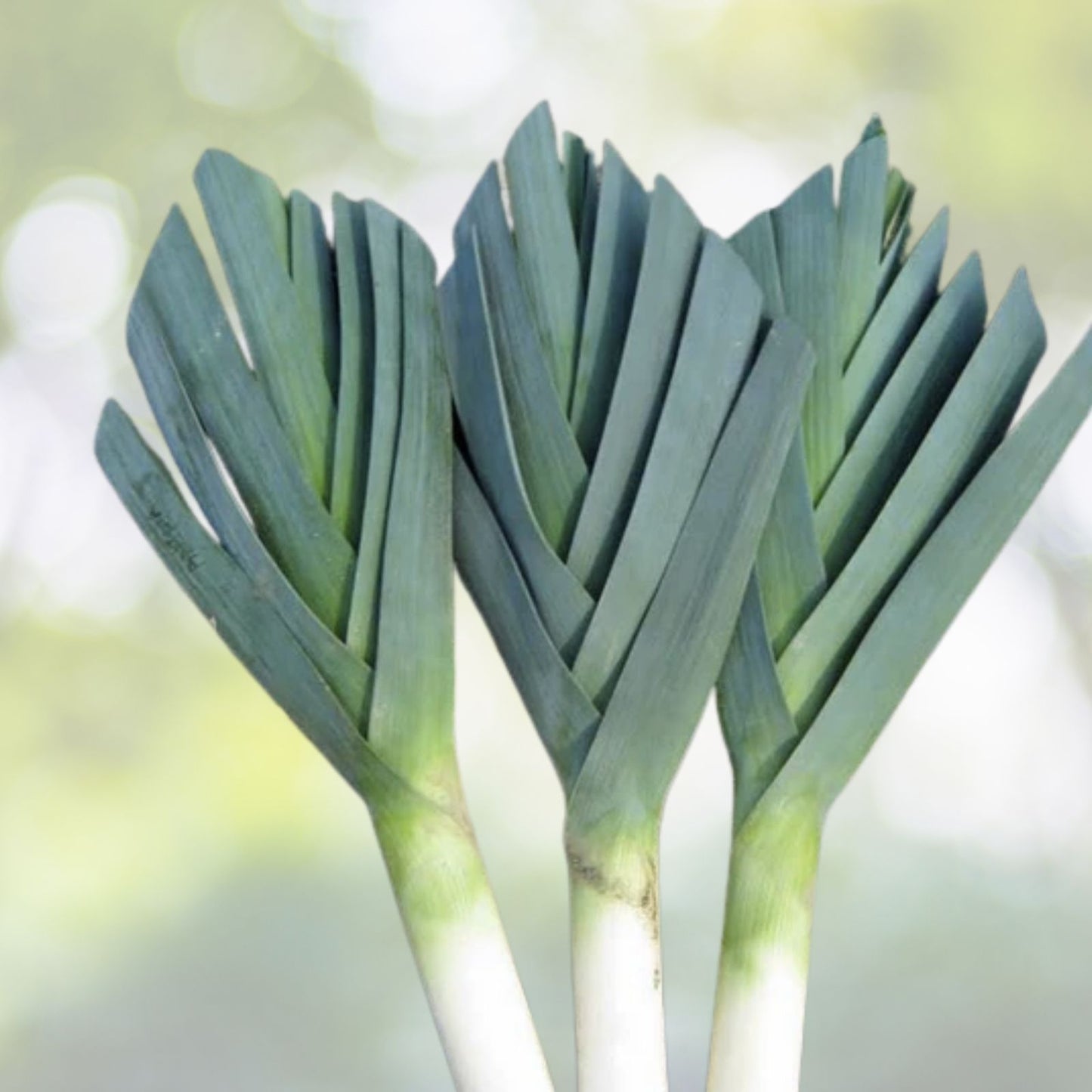 Leek Seeds - 200+ American Flag Variety (Allium porrum) - Fresh Garden Vegetable Seeds for USA Gardens