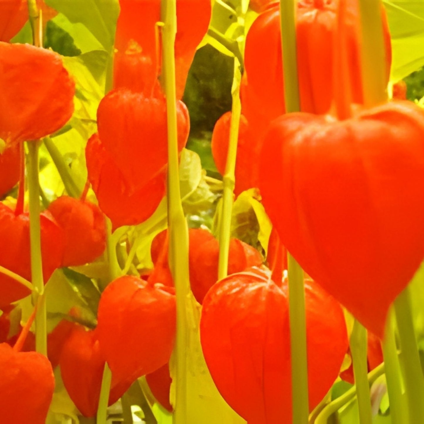 Chinese Lantern Seeds 100+ | Vibrant Orange Blooms | Physalis alkekengi | Ornamental Plant Seeds