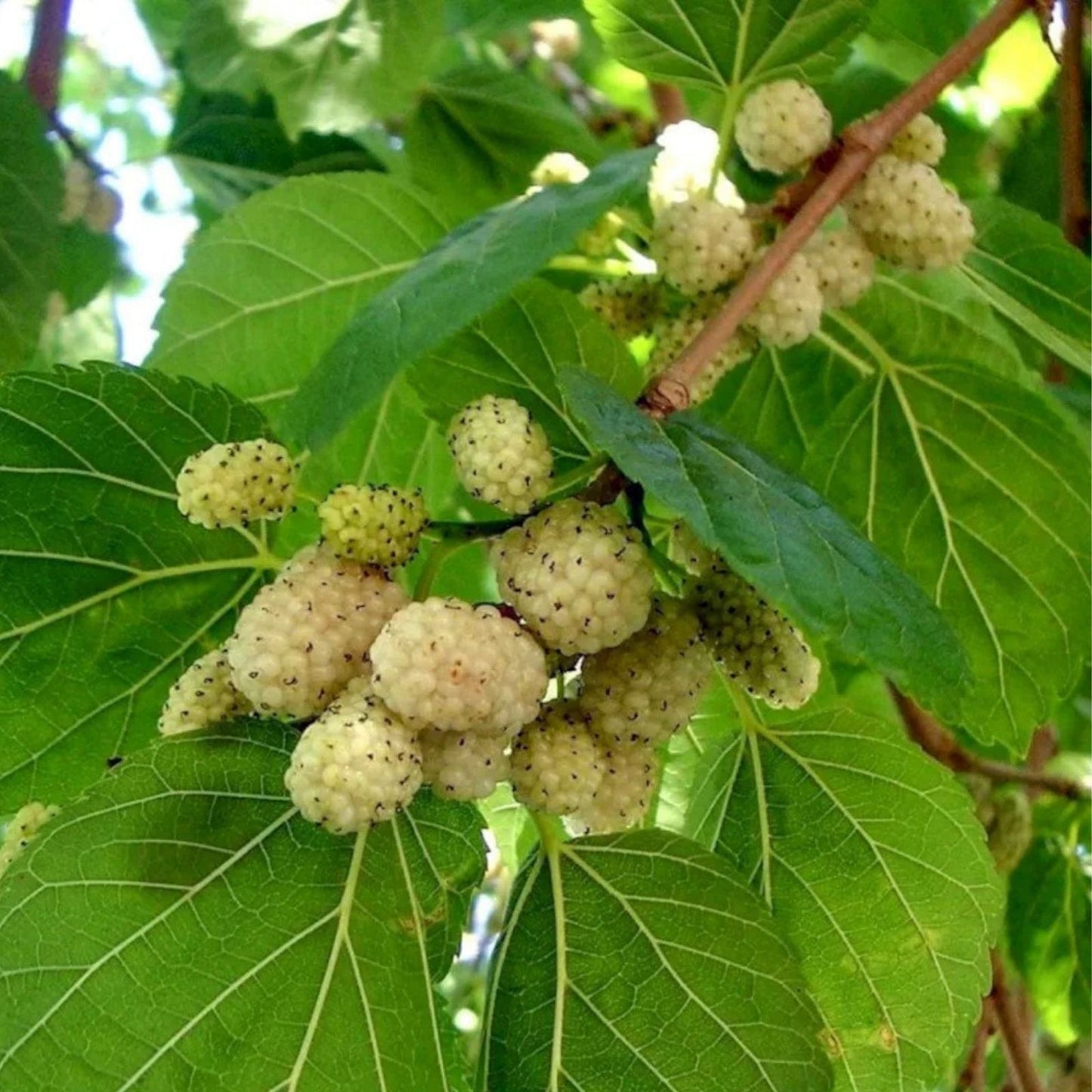 Pakistan White Mulberry Cuttings - 10 Organic Fresh Rooting Grafting Cuttings - Morus alba - Fruit Tree Propagation