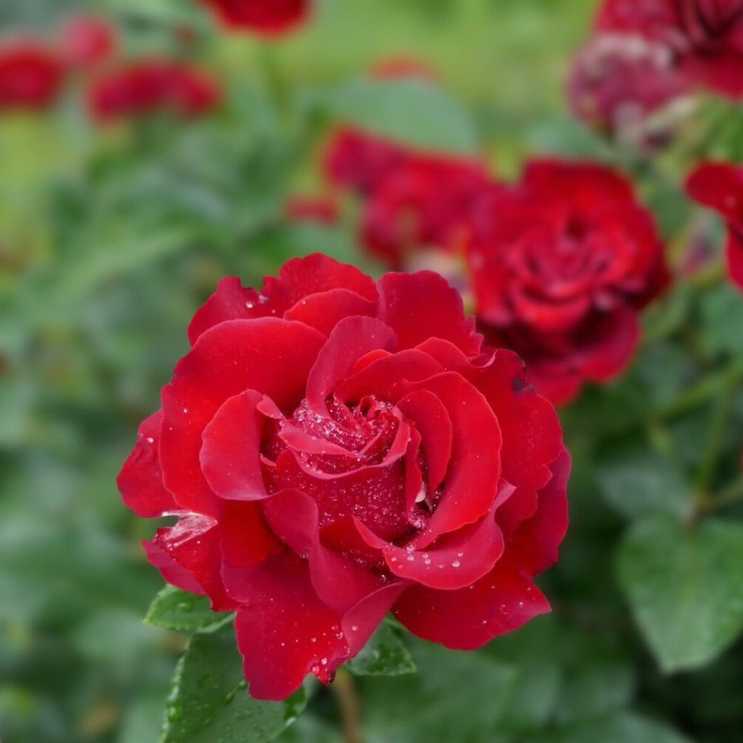 Blackish Maroon Fragrant Rose Cuttings - 6 Inch - Rosa spp.