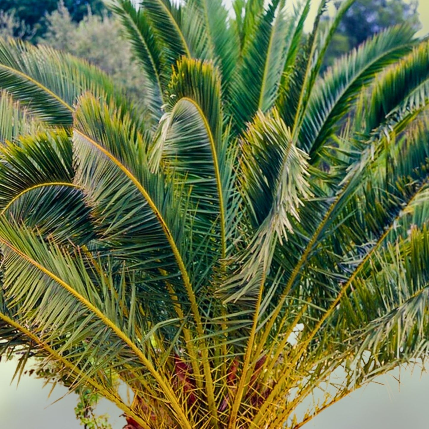 Canary Island Date Palm Tree 38+ Inches Phoenix Canariensis Exotic Indoor Outdoor Plant