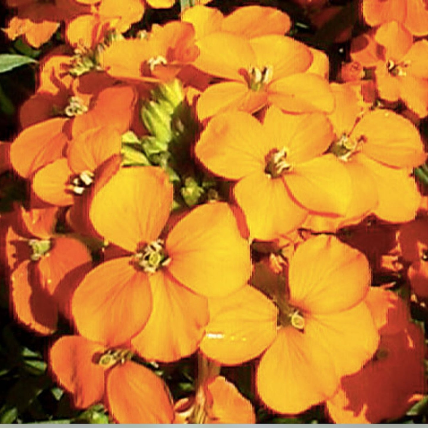 Siberian Wallflower Seeds 500 Organic Erysimum cheiri USA Grown Ships Free Perennial Flower Seeds