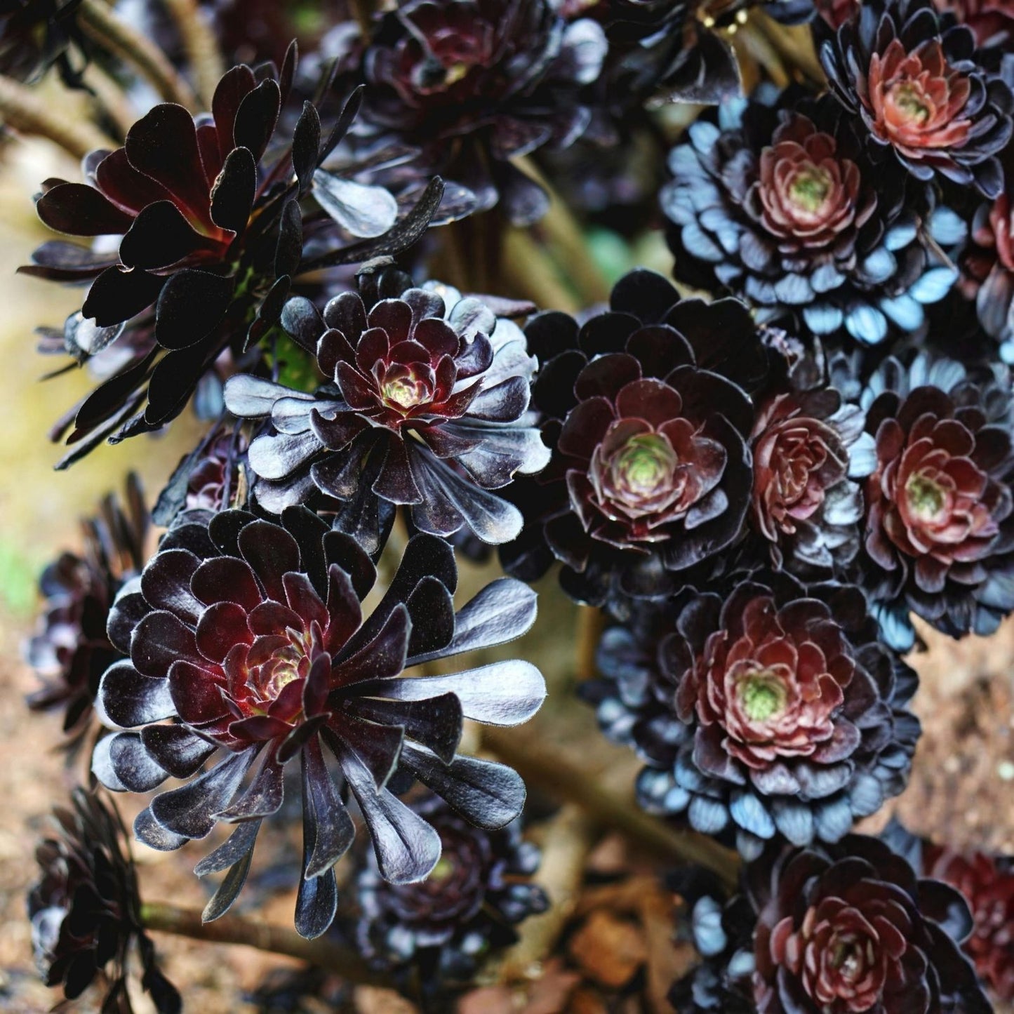 Black Rose Aeonium Cutting - Deep Dark Purple Succulent - Aeonium Arboreum Zwartkopf Plant